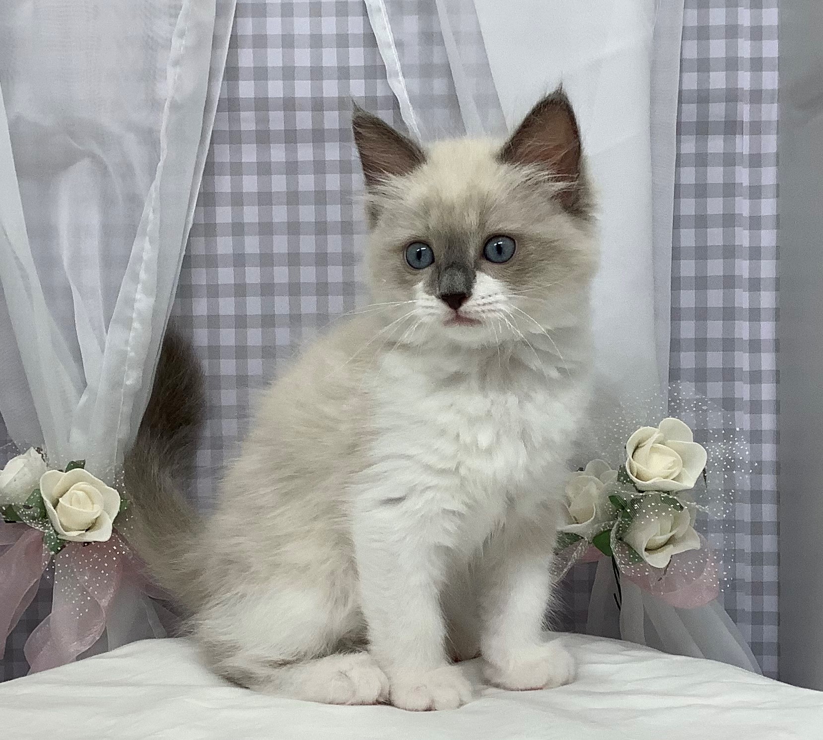 おすすめ猫のご紹介
