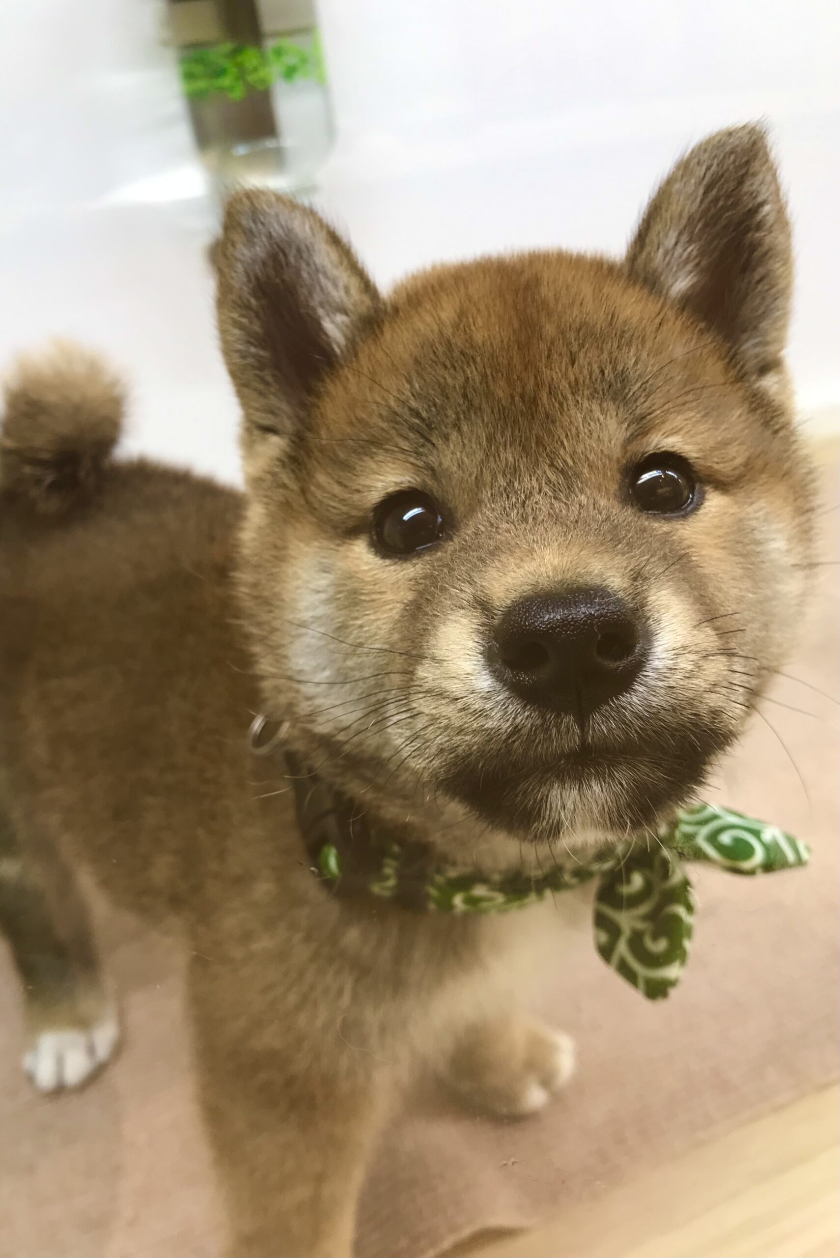 ✨🐶おすすめ犬バトンタッチ🐱✨