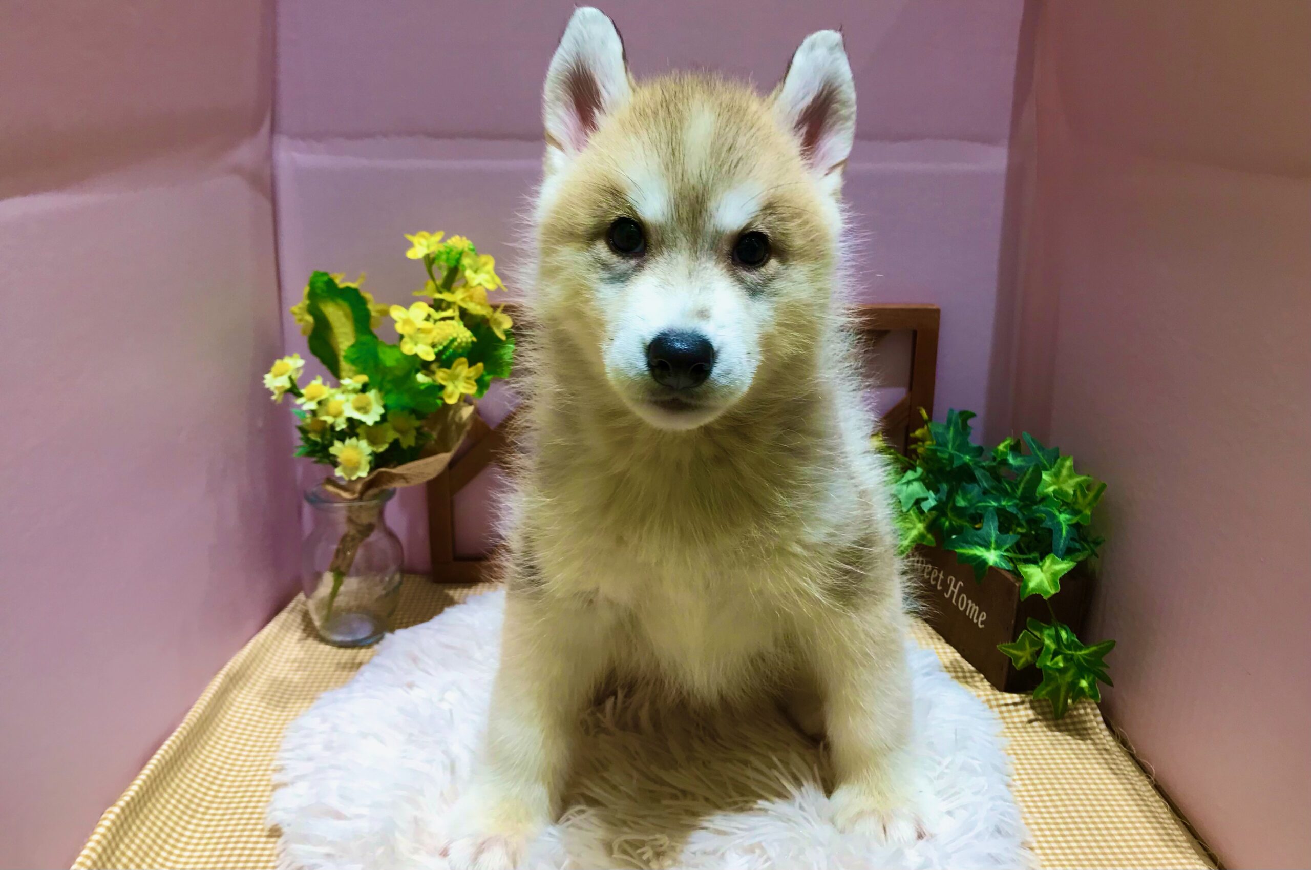 ✨🐶NEW FACE🐱✨