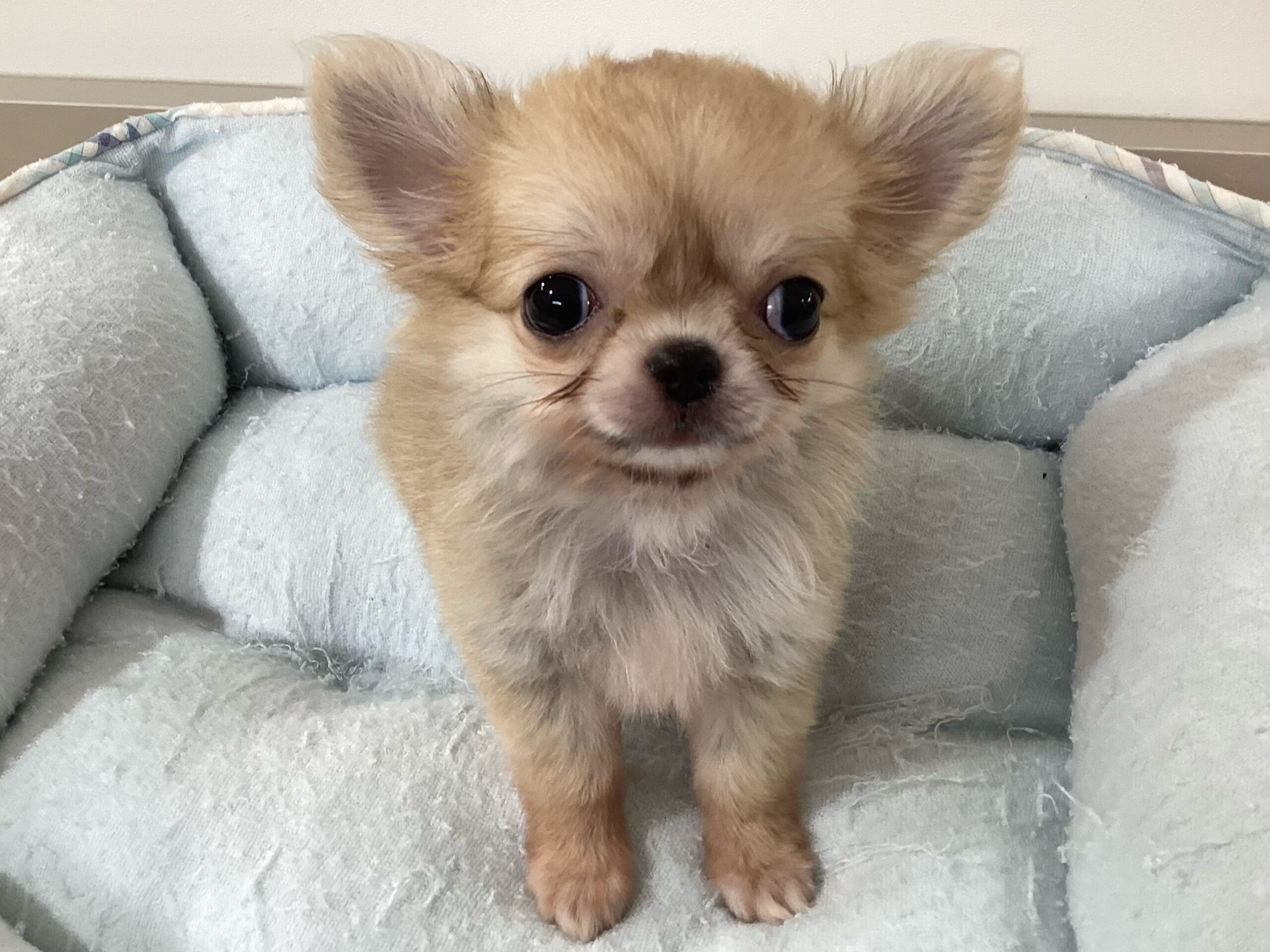 ✨🐶NEW  FACE🐱✨
