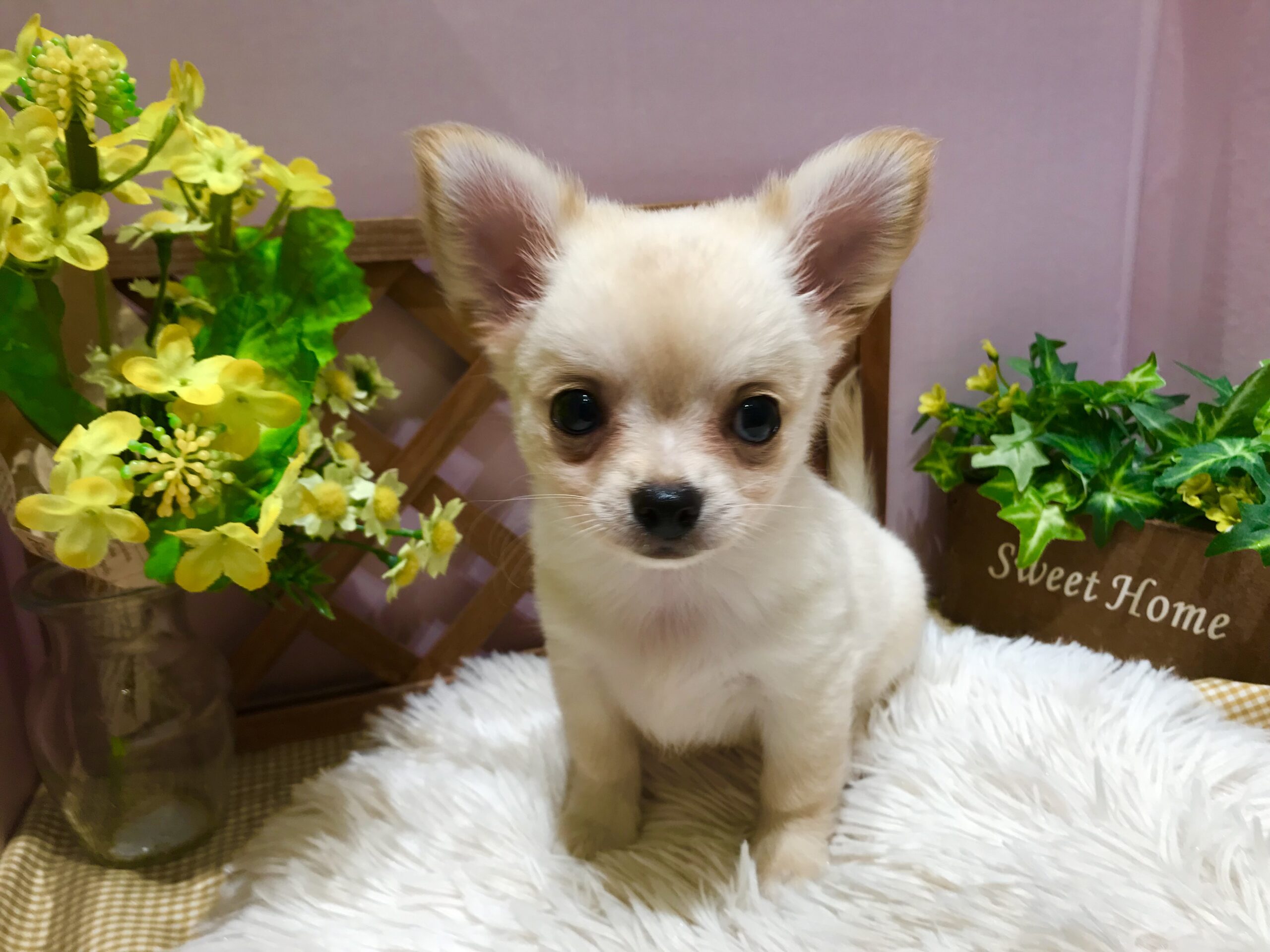 ✨🐶おすすめ犬バトンタッチ🐱✨