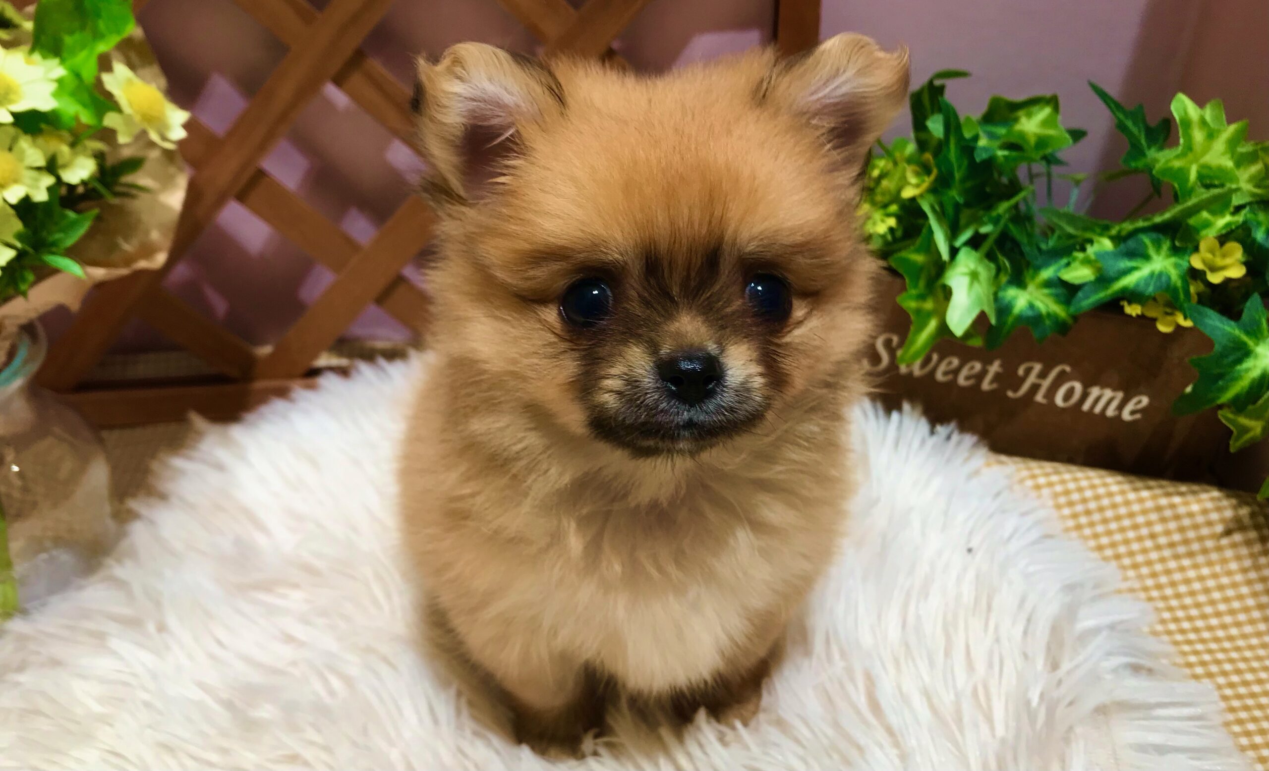✨🐶NEW　FACE🐱✨