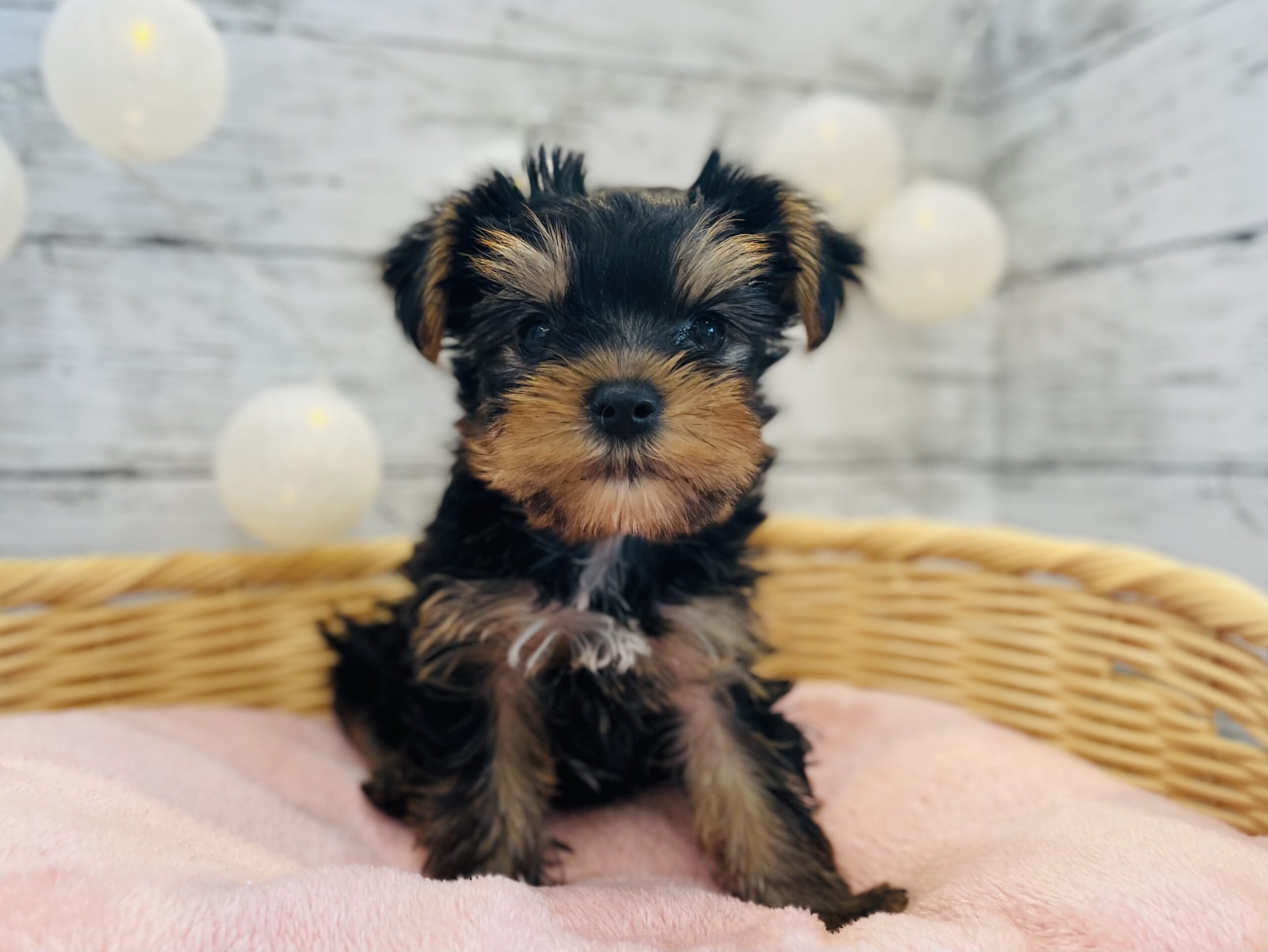 ◇平岡店おすすめ犬◇