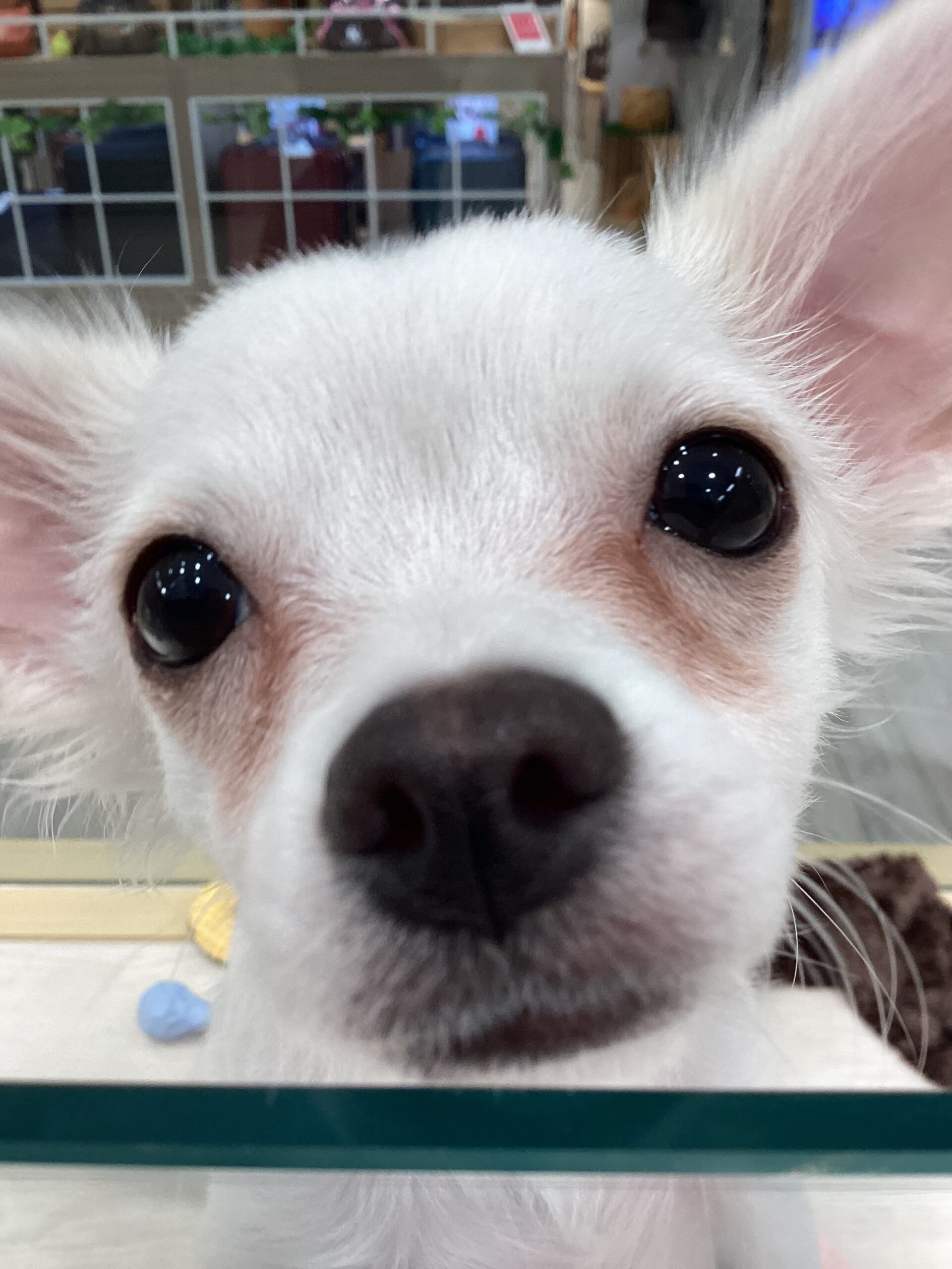 🌟おすすめ犬バトンタッチ🌟
