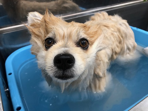 この時期オススメ炭酸泉コース🛁