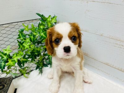 ❀お家が決まりました❀