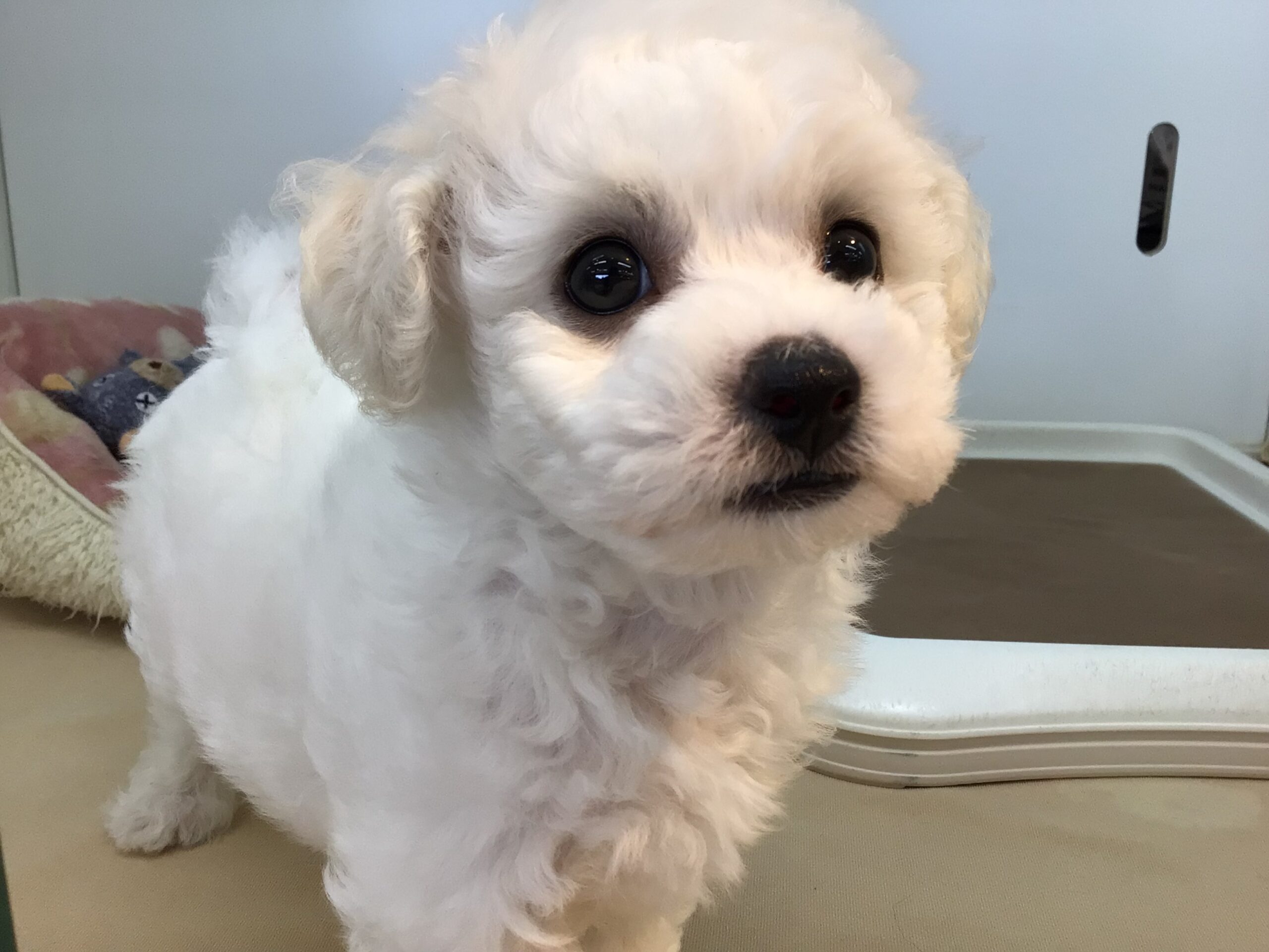 ♡♡おすすめ犬バトンタッチ♡♡