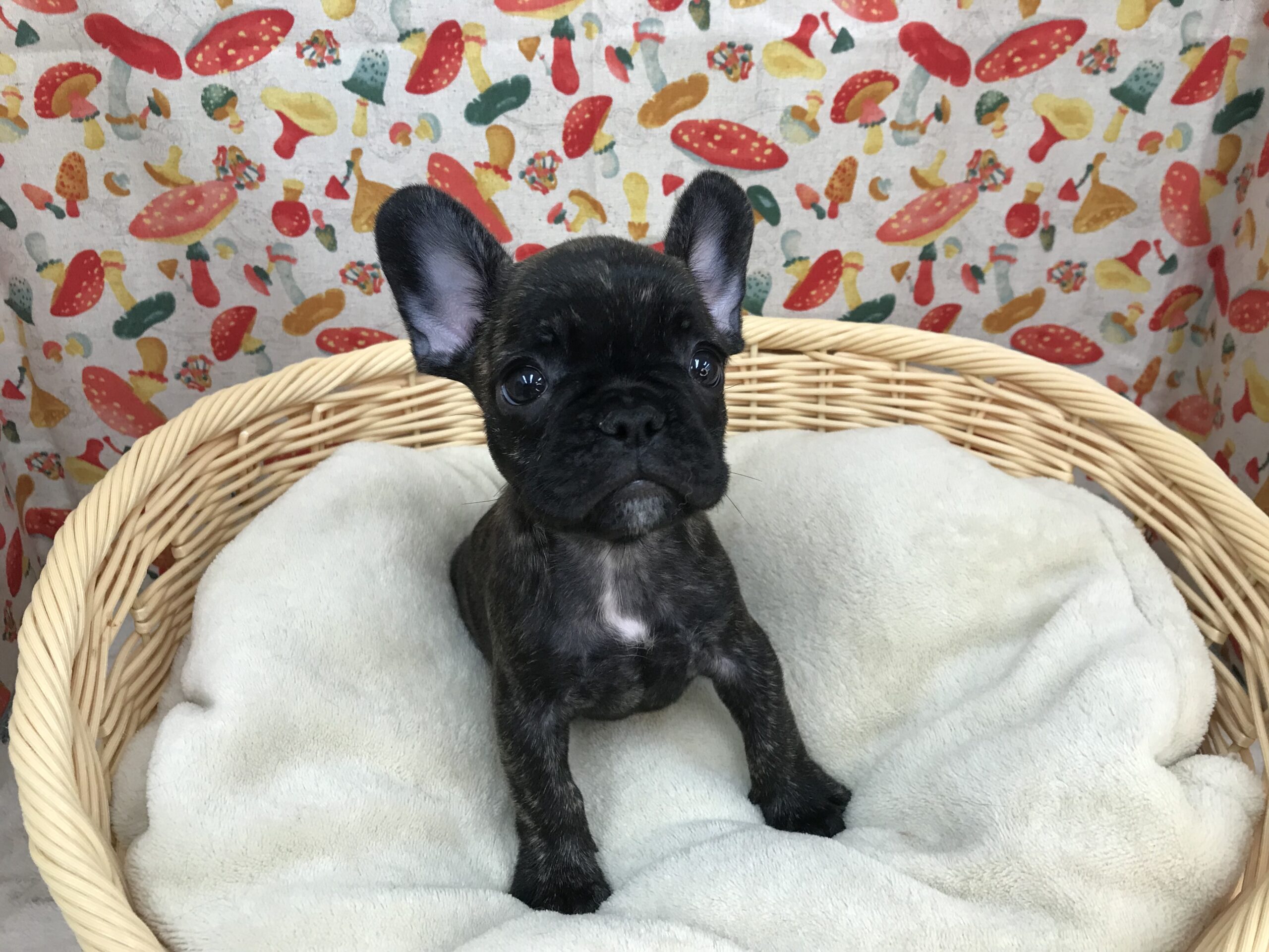 ☆NEWおすすめ犬☆