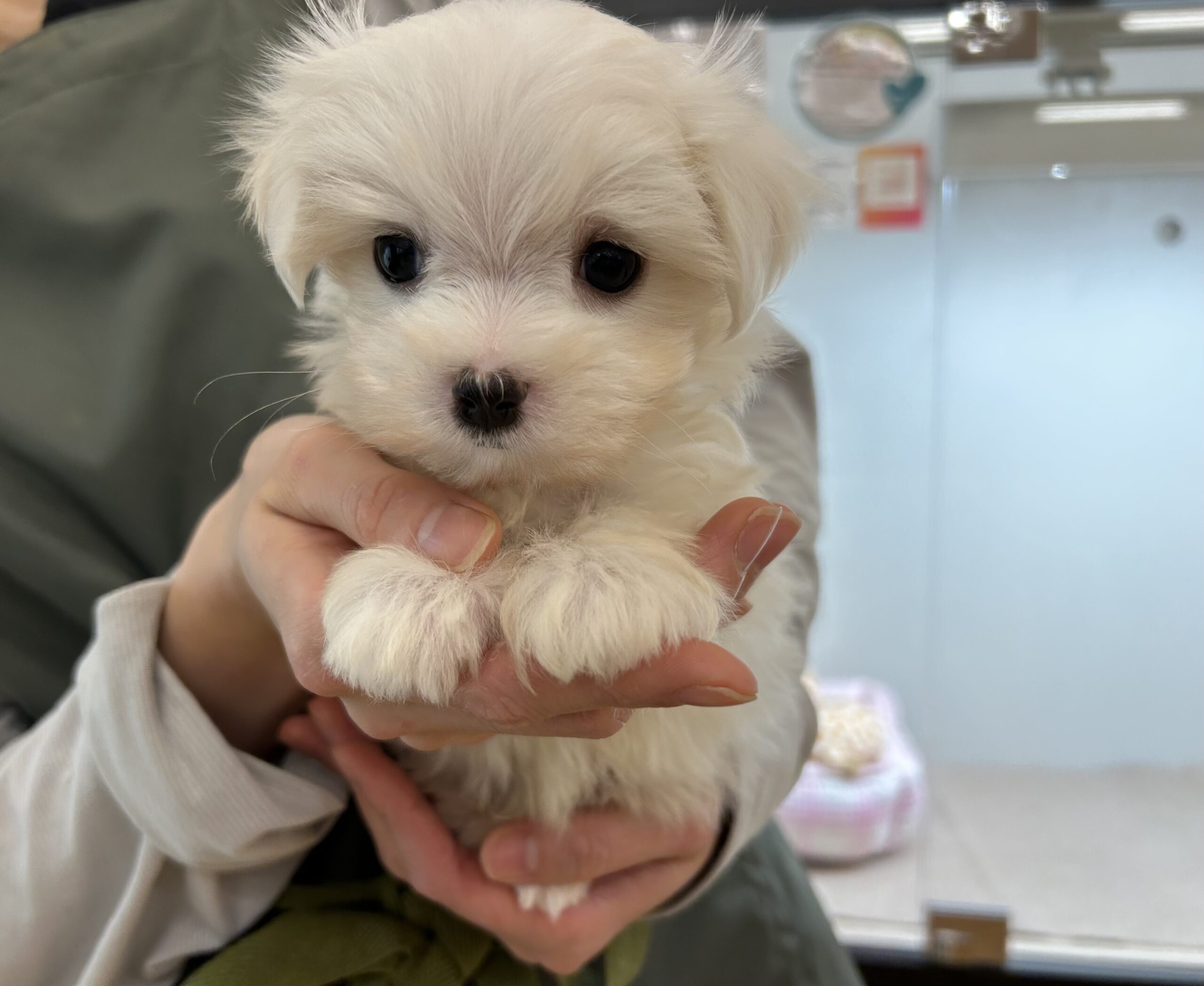 🐾おすすめ犬🐾