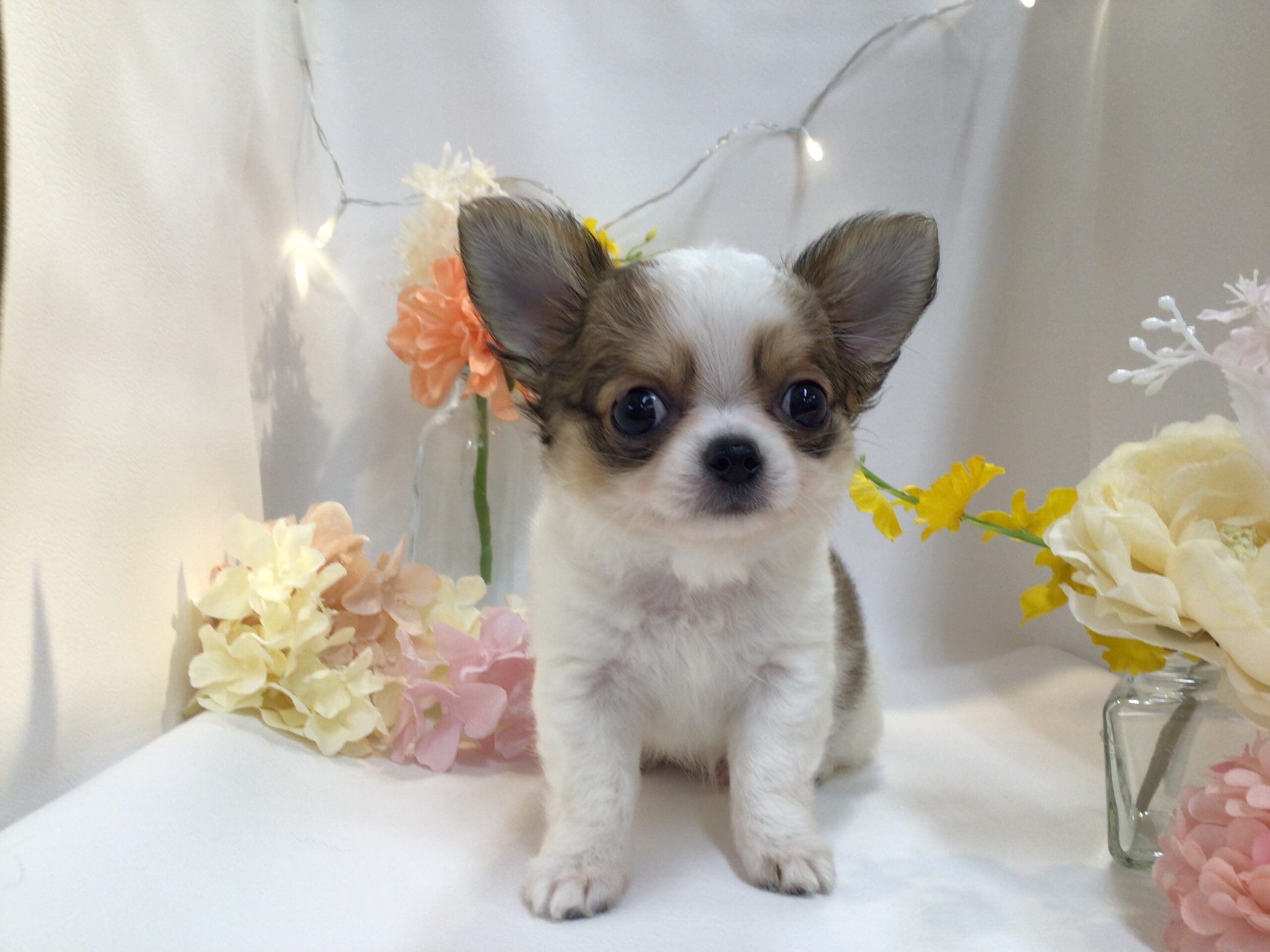 ☆☆ちーくん撮影☆☆