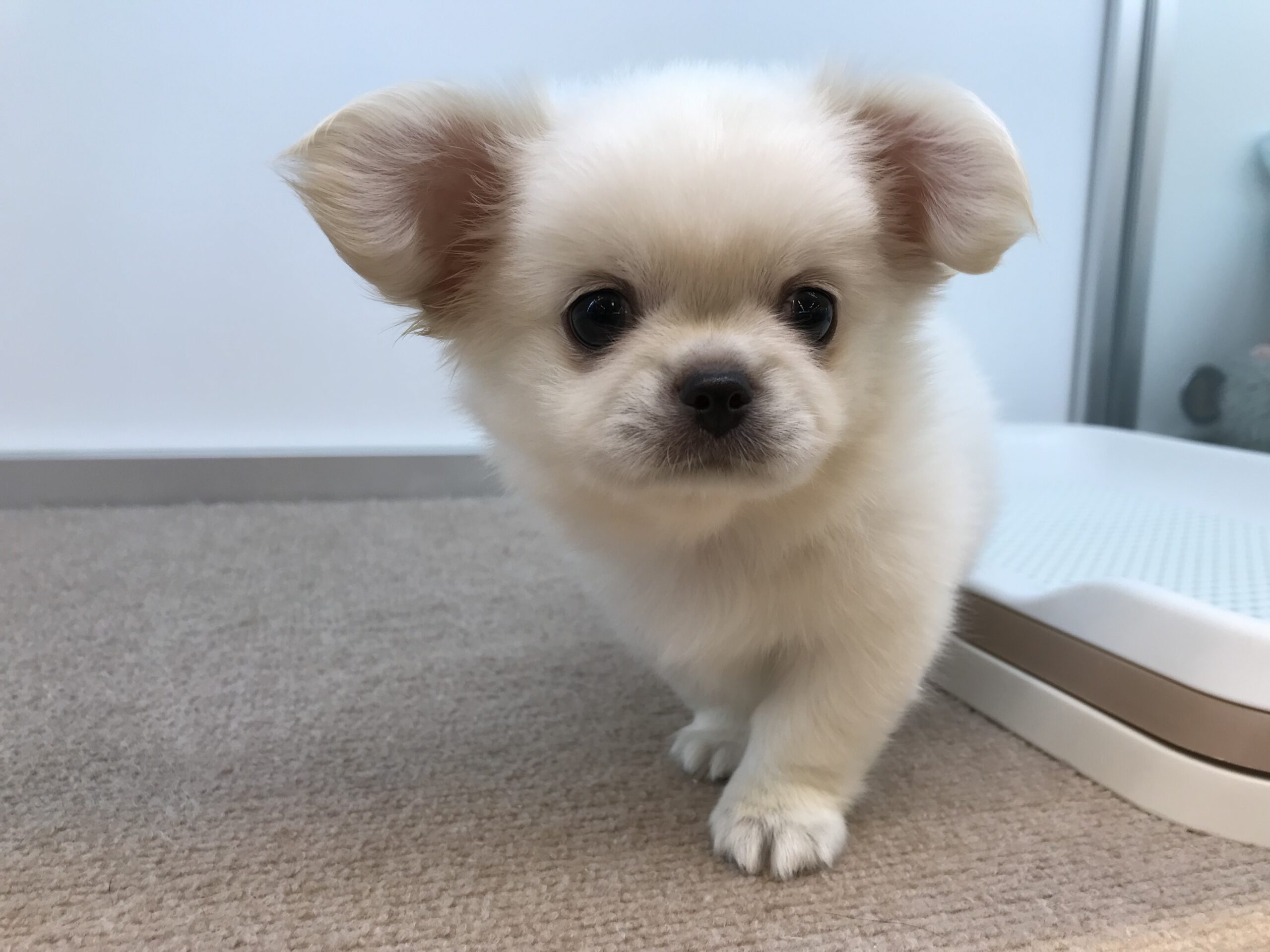 ☆おすすめ犬バトンタッチ☆