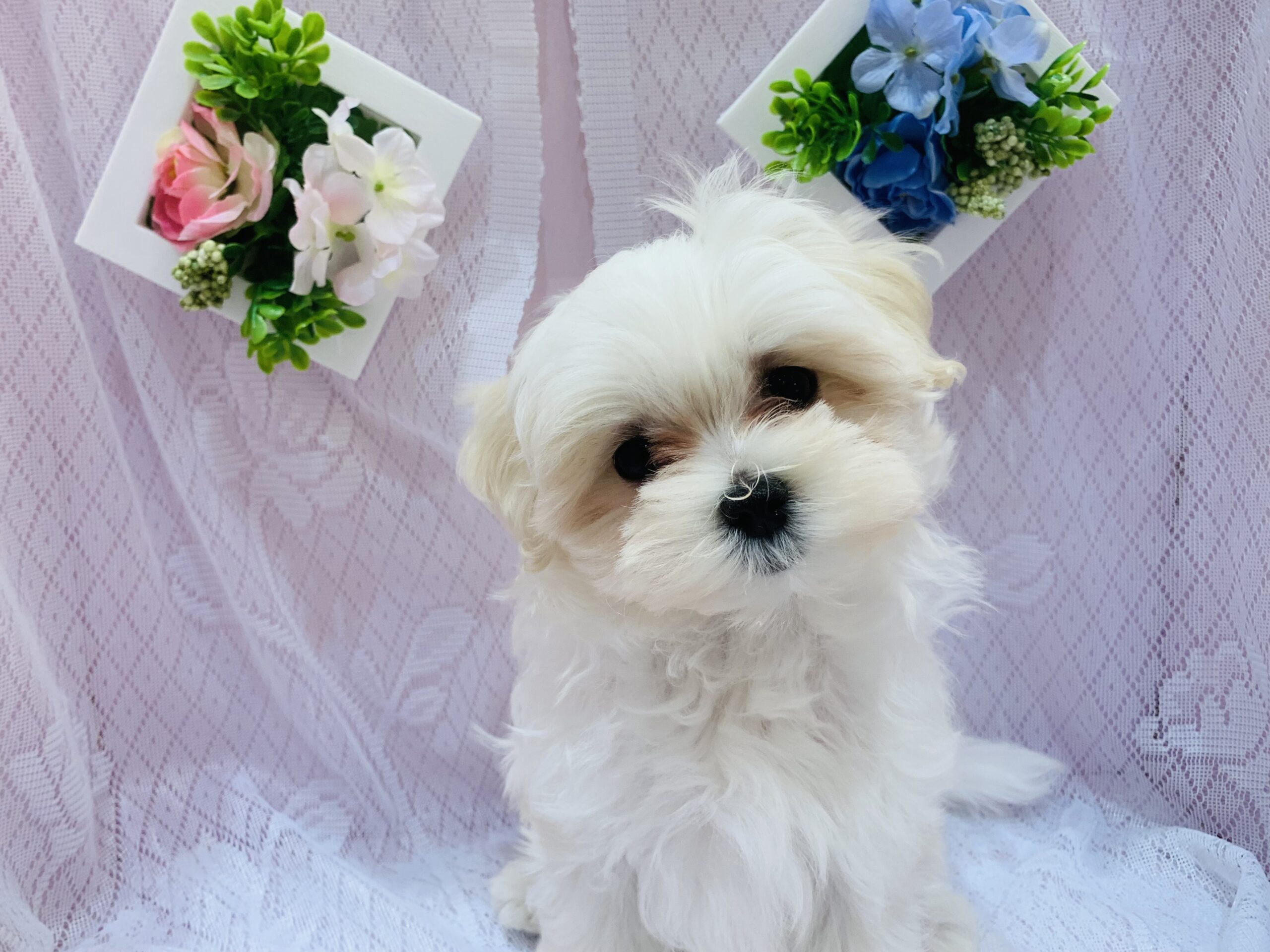 NEW　ＦＡＣＥ(❁´◡`❁)