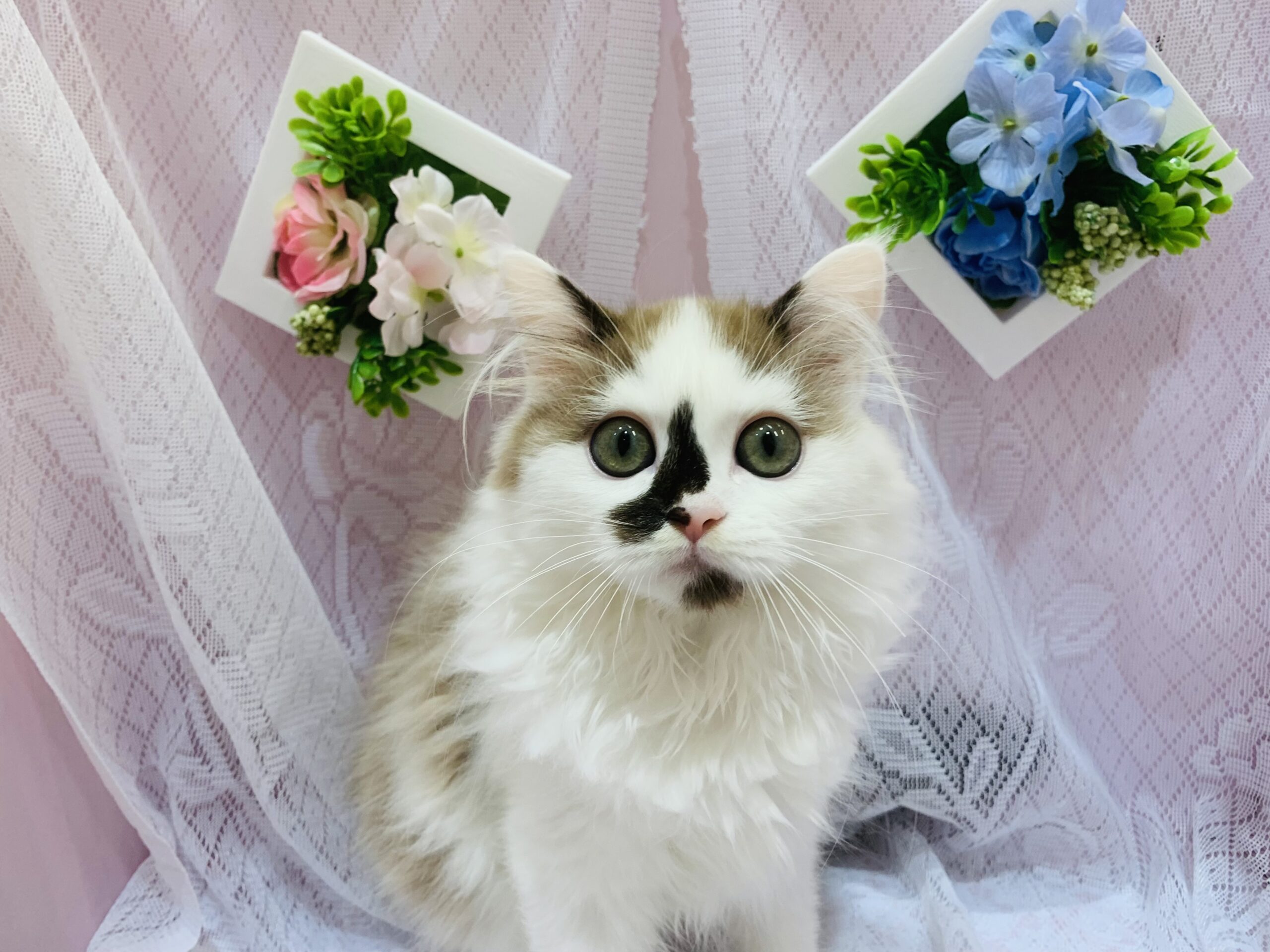 NEW　FACE(❁´◡`❁)