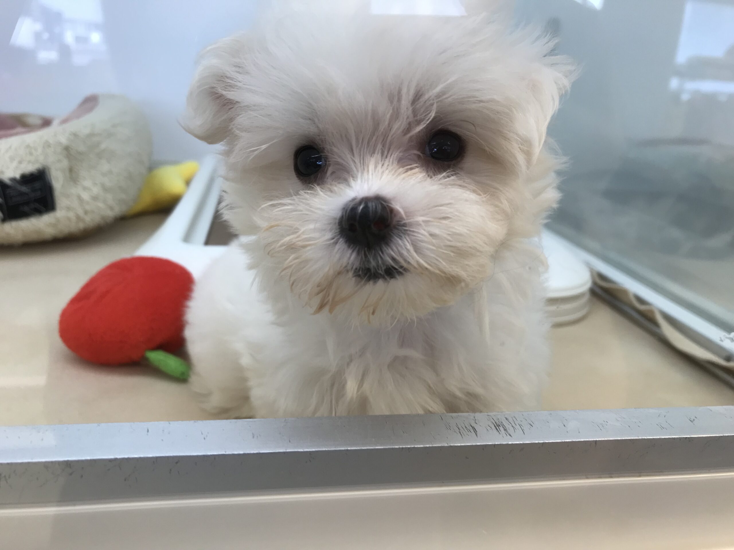 ☆ＮＥＷおすすめ犬☆