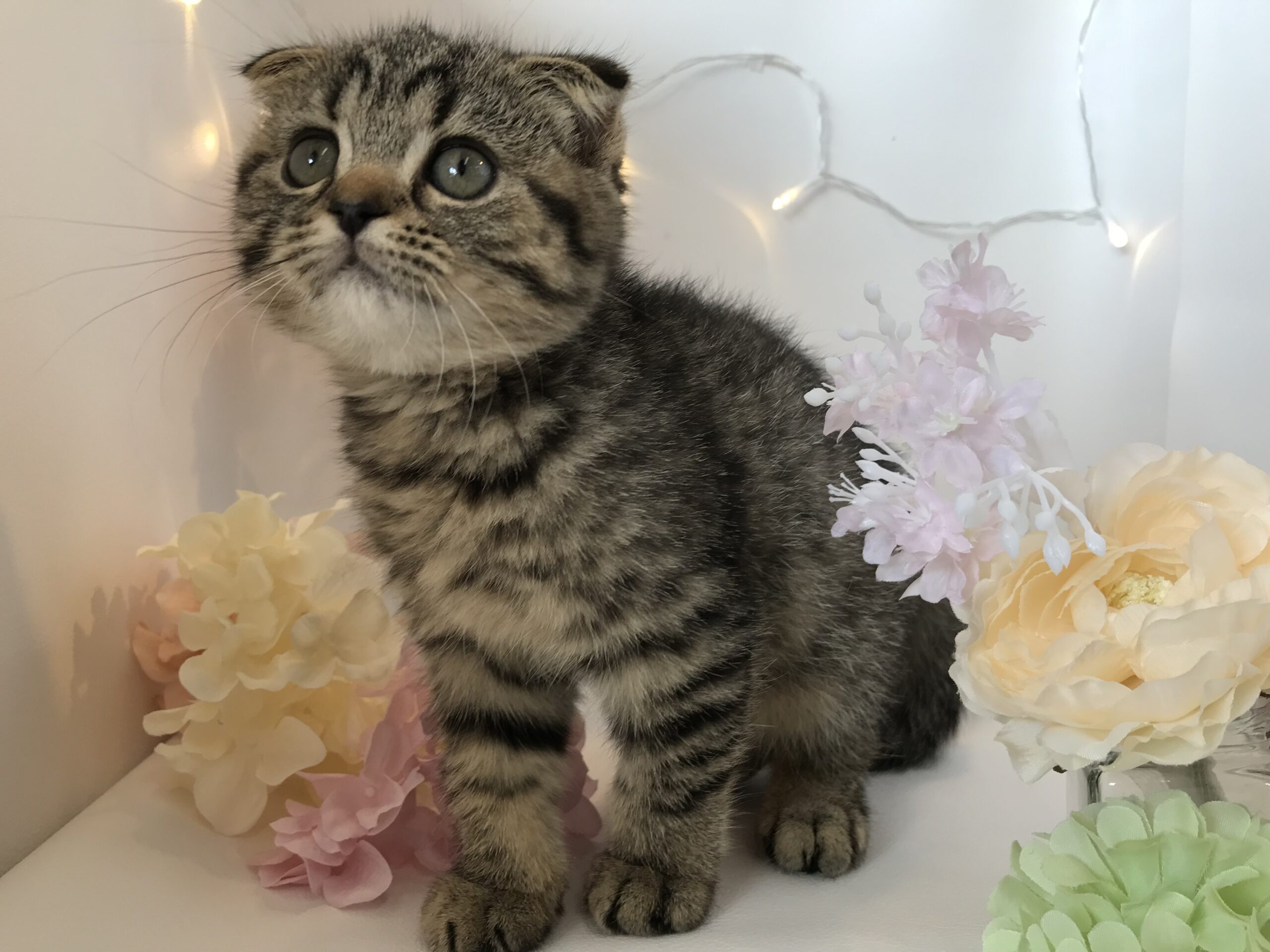 スコにゃん♡♡