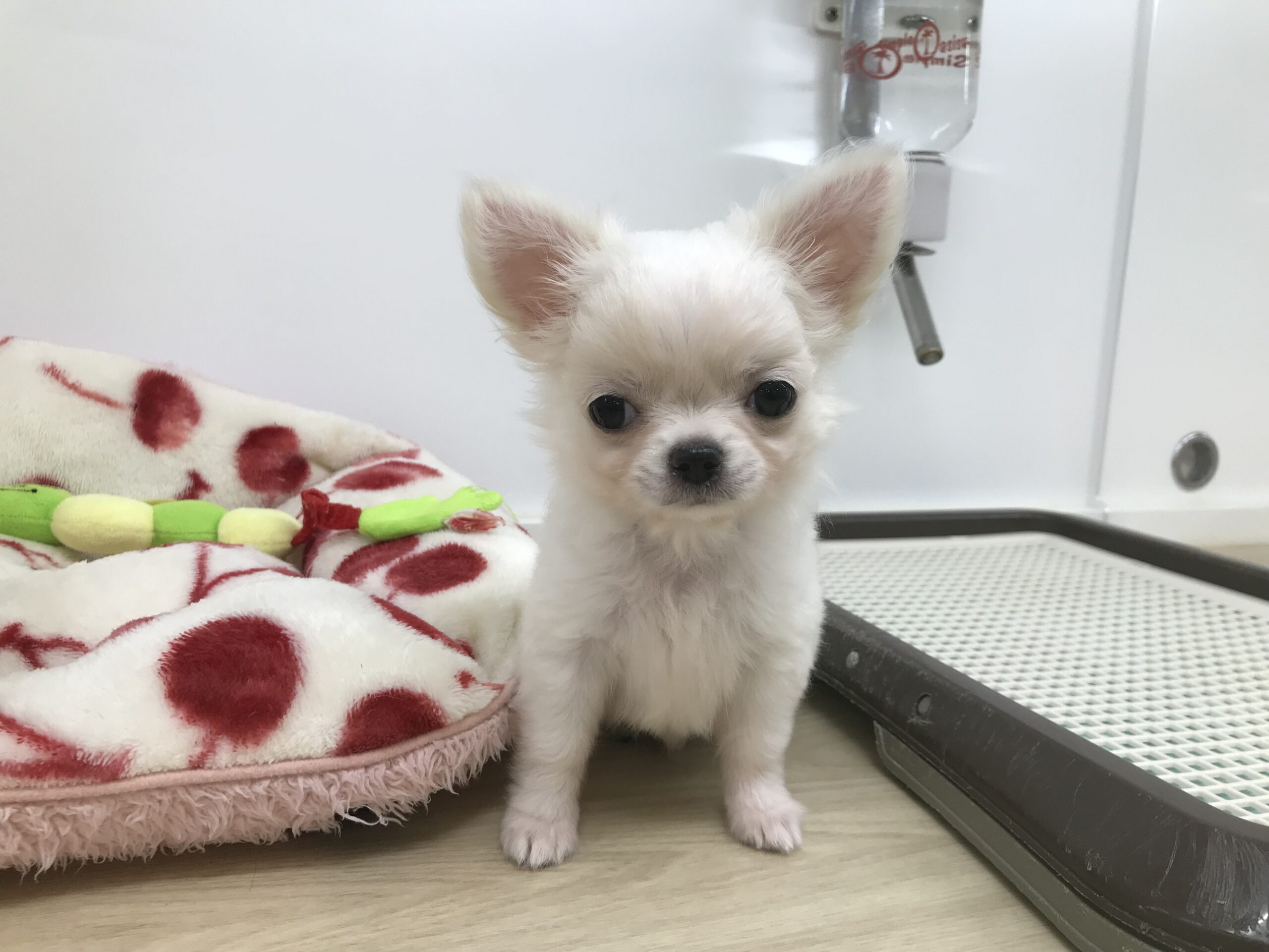 おすすめ犬交代❕❕