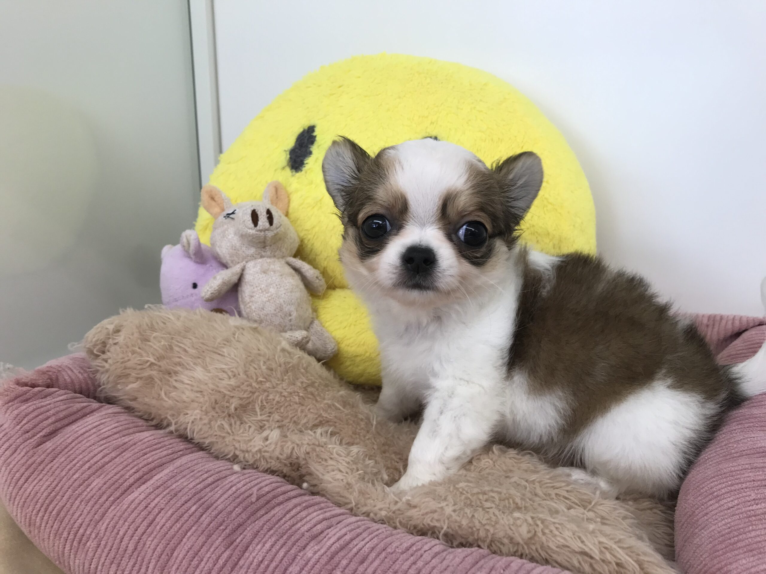 ☆☆おすすめ犬バトンタッチ☆☆