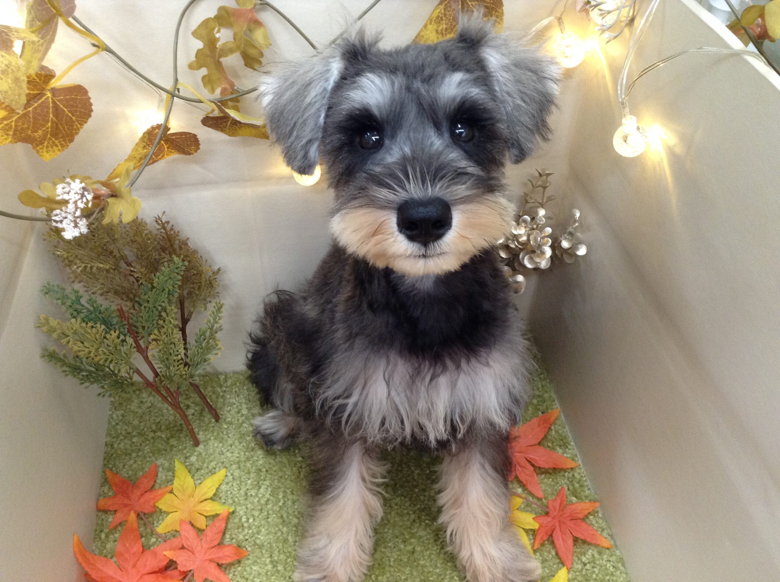 ✱お家が決まりました✱