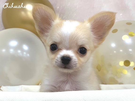 ★新・オススメ犬★