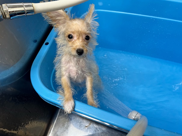 シャンプーしました！🚿