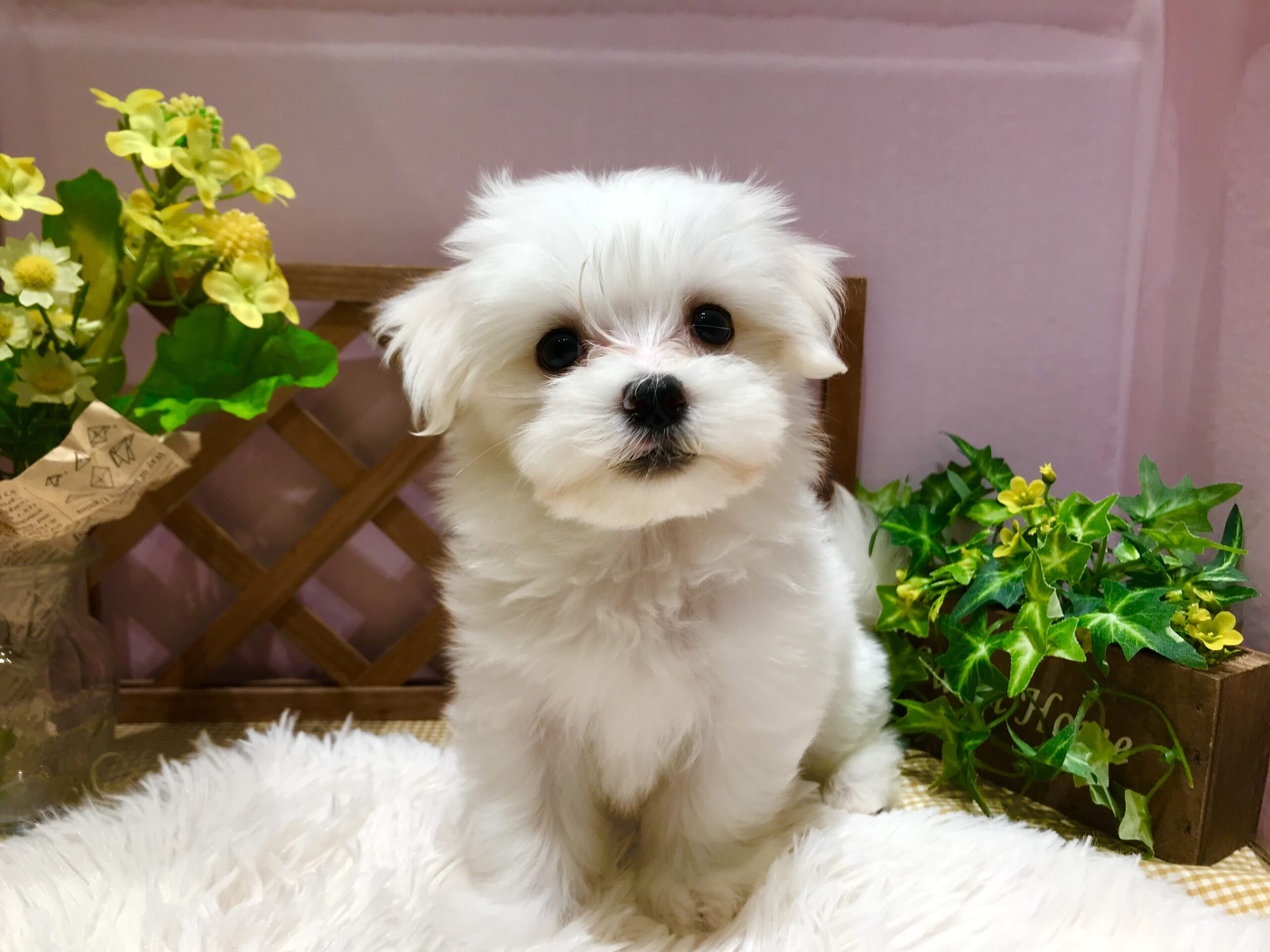 ✨🐶NEW FACE🐱✨