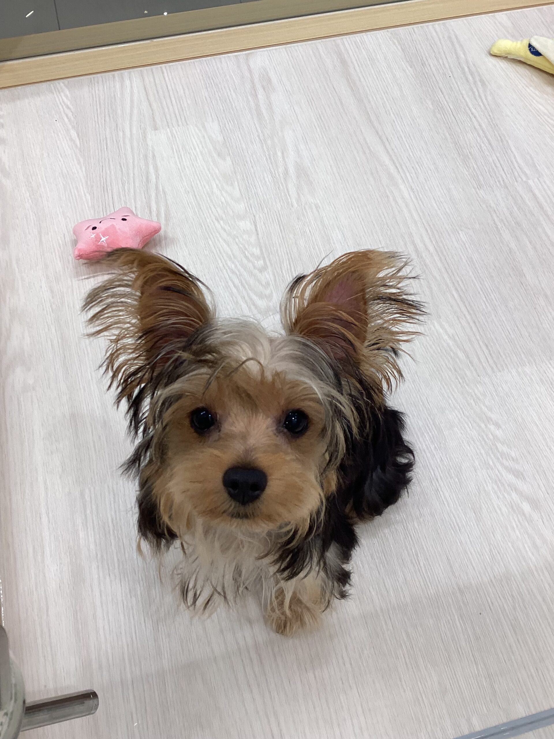 ✨おすすめ犬バトンタッチ✨