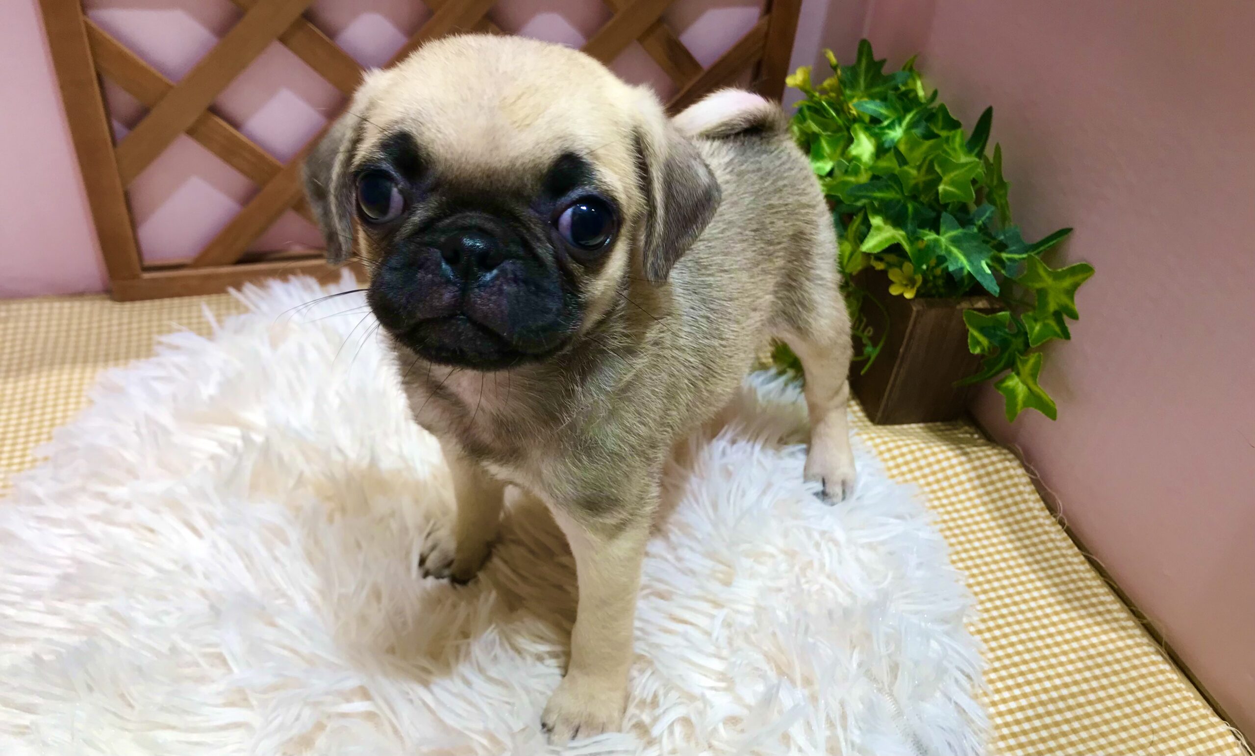 ✨🐶おすすめ犬バトンタッチ🐱✨