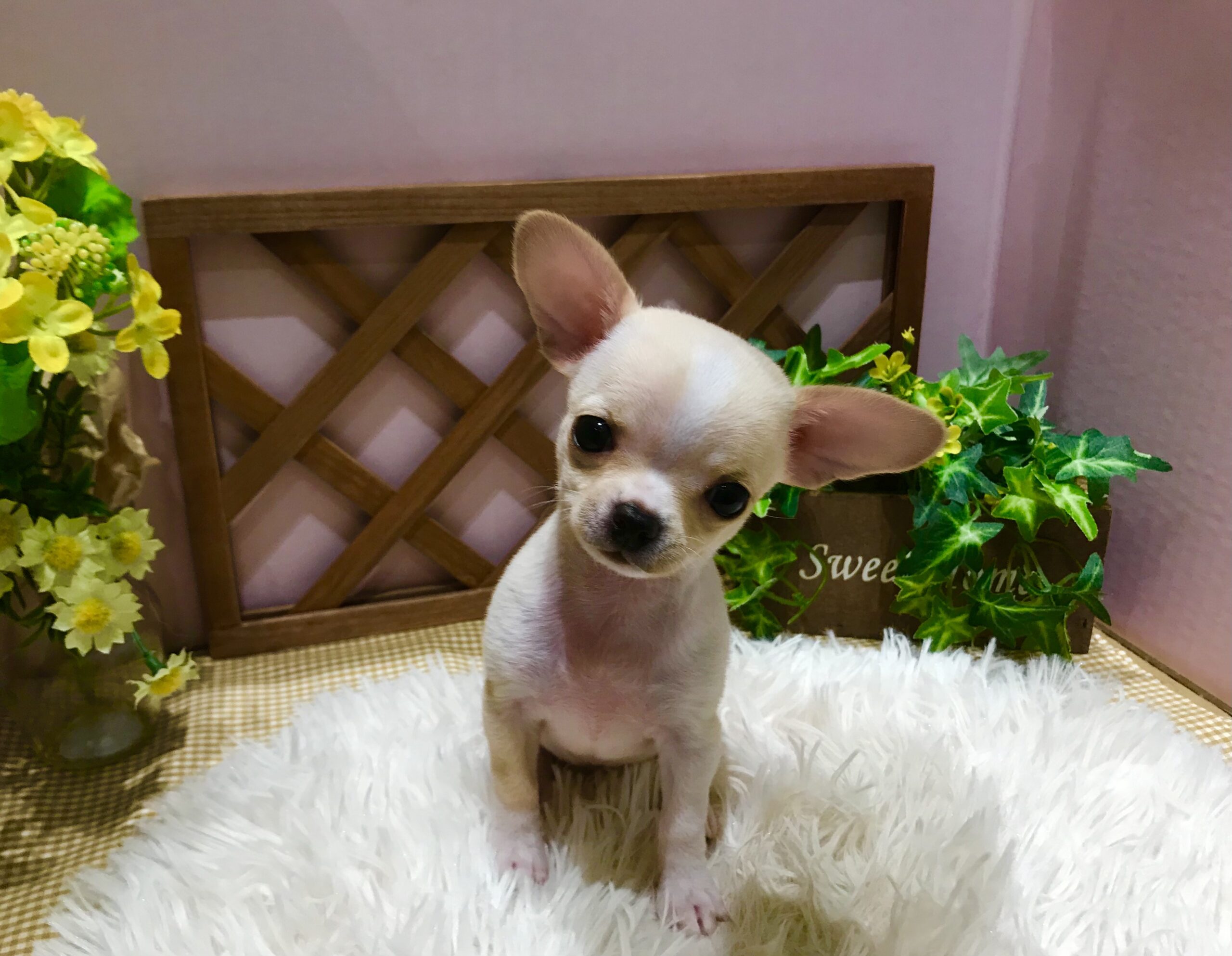 ✨🐶NEW　FACE🐱✨