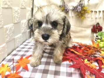 ♡new おすすめ犬♡