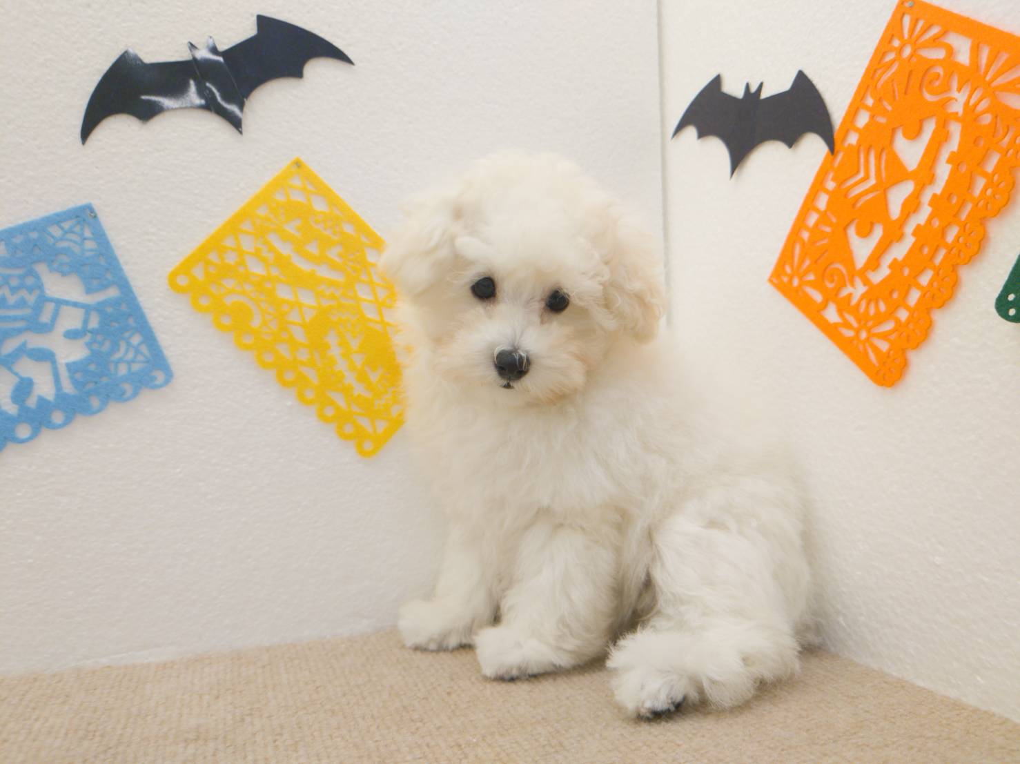 名寄店　オススメ犬🐶