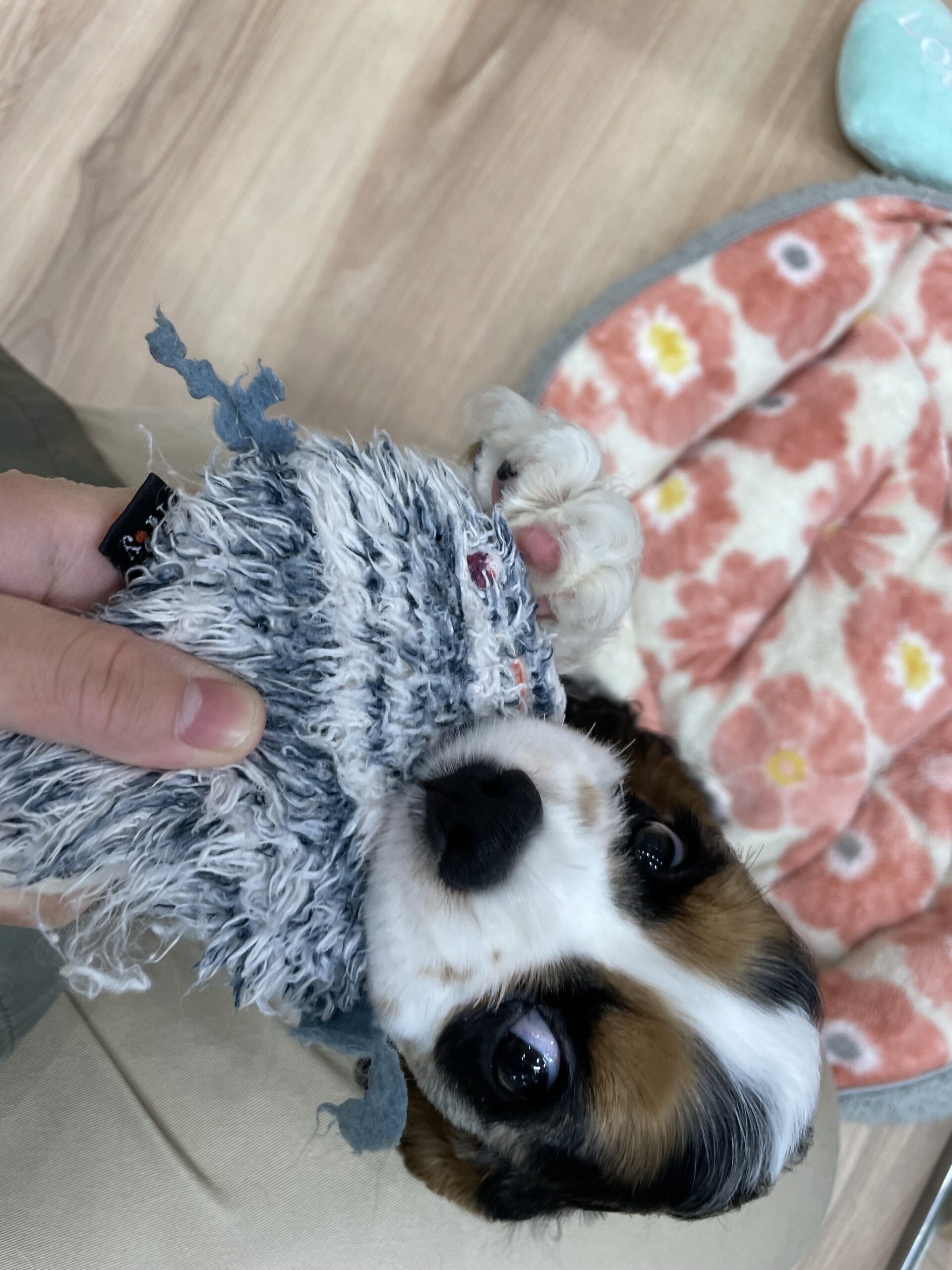 コッカーちゃんとおもちゃで遊びました！！