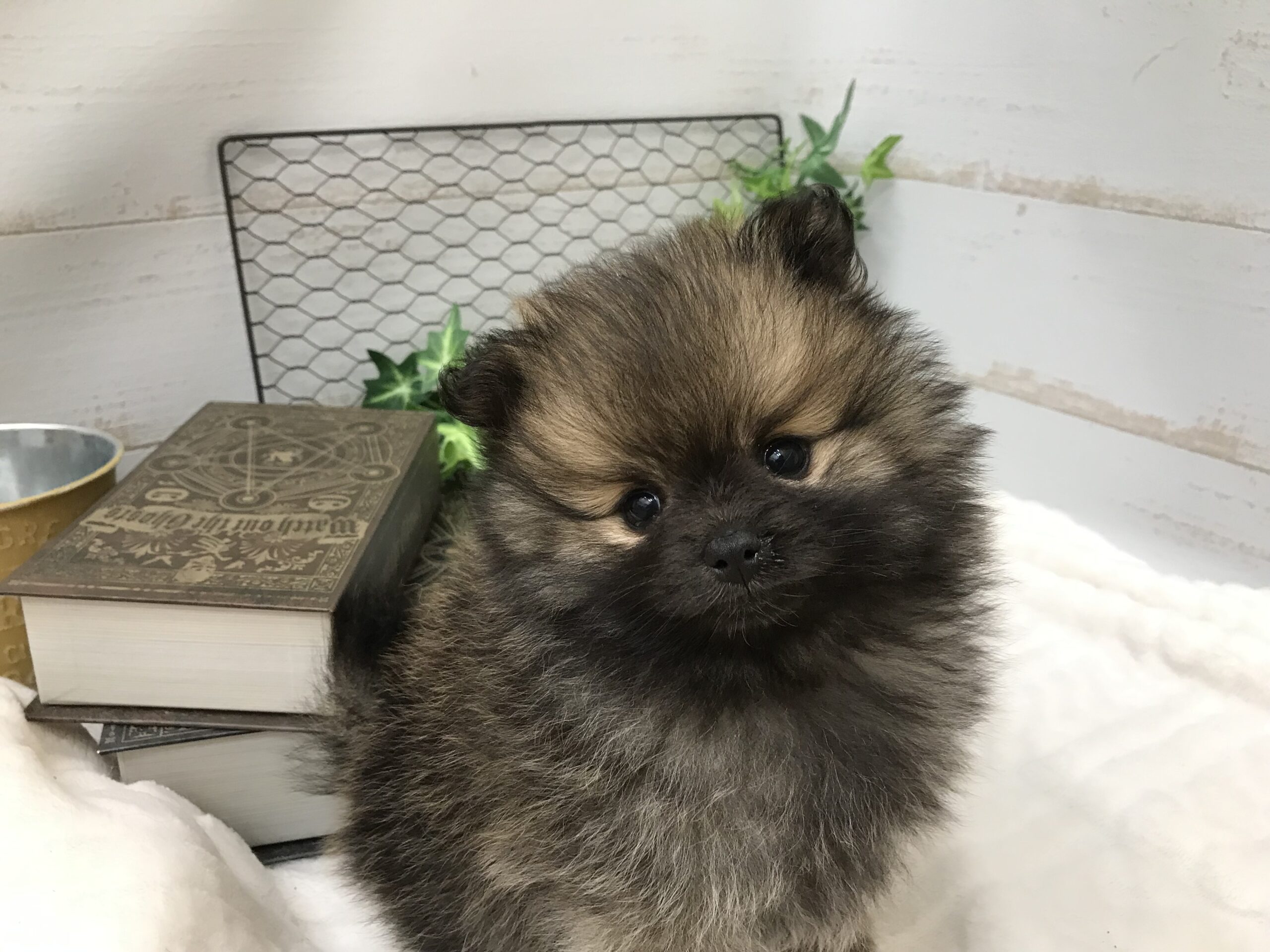 お家が決まりました☆彡