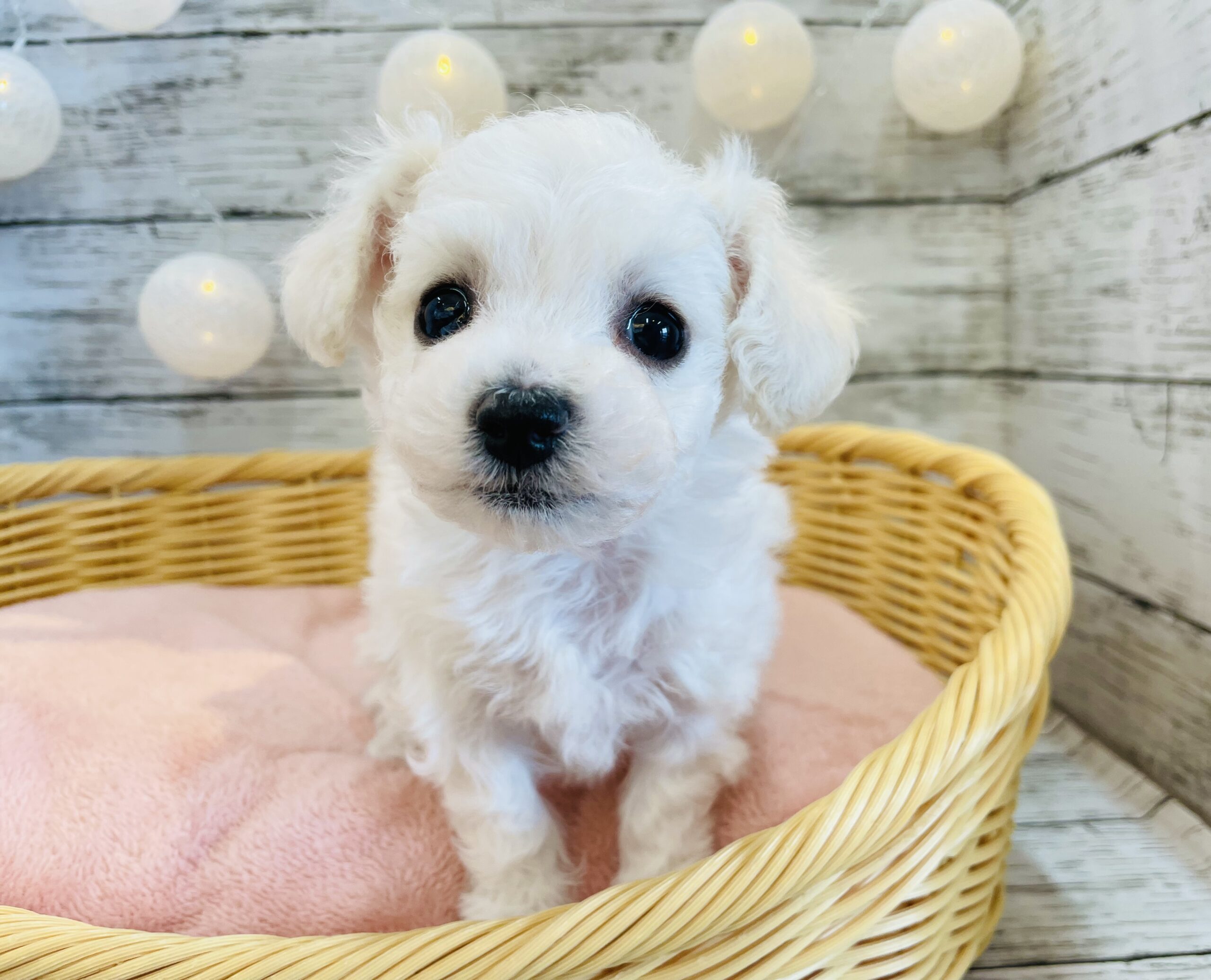 ！おすすめ犬バトンタッチ！