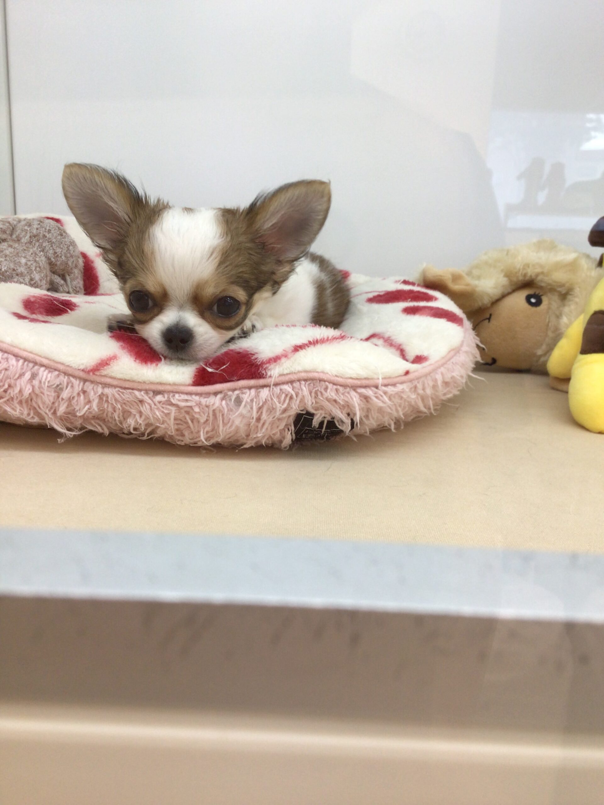 ☆☆ちーたんのアピール☆☆