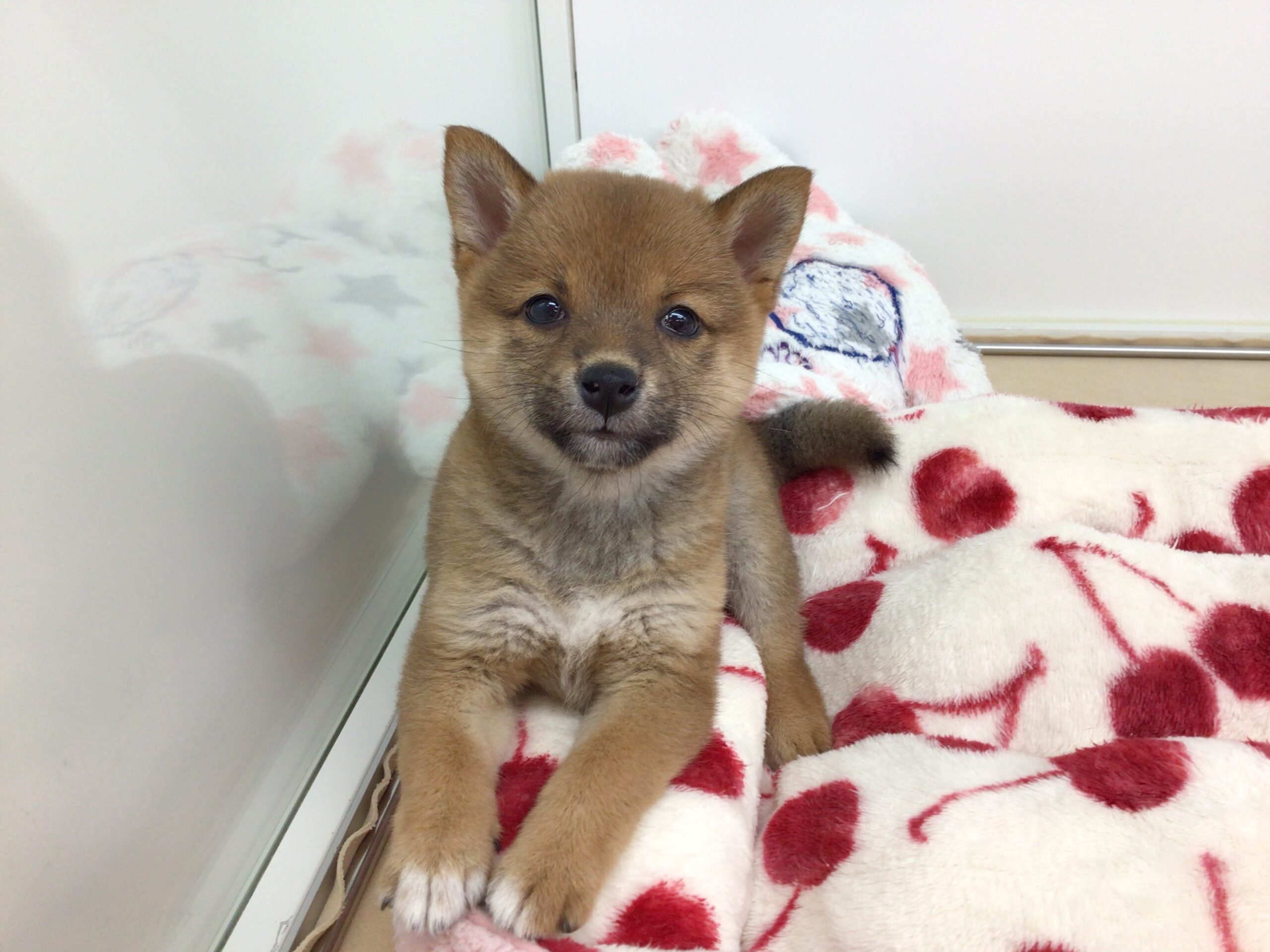 ☆☆ＮＥＷわんこ仲間入り☆☆