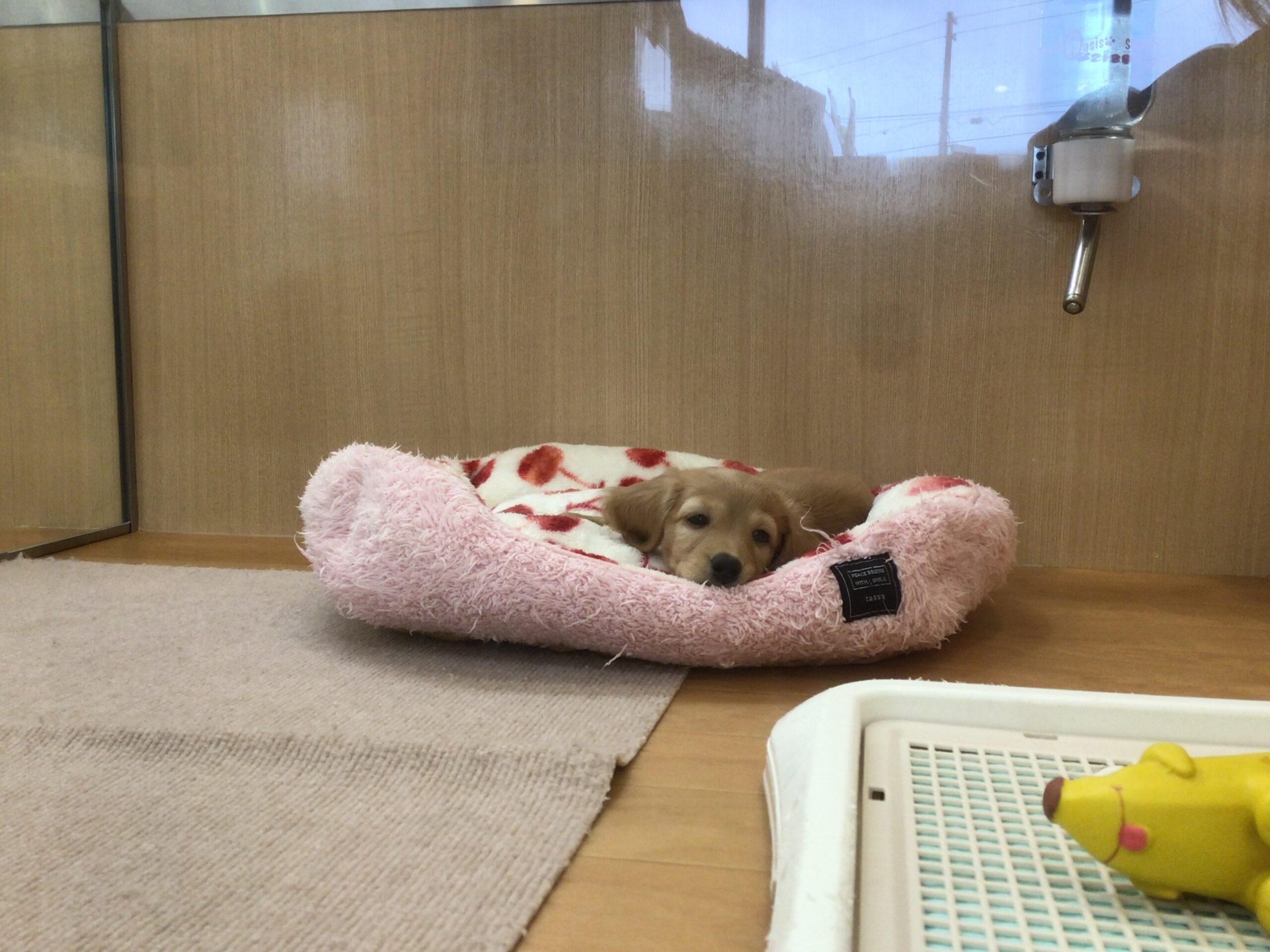 ☆☆だっちゃん☆☆