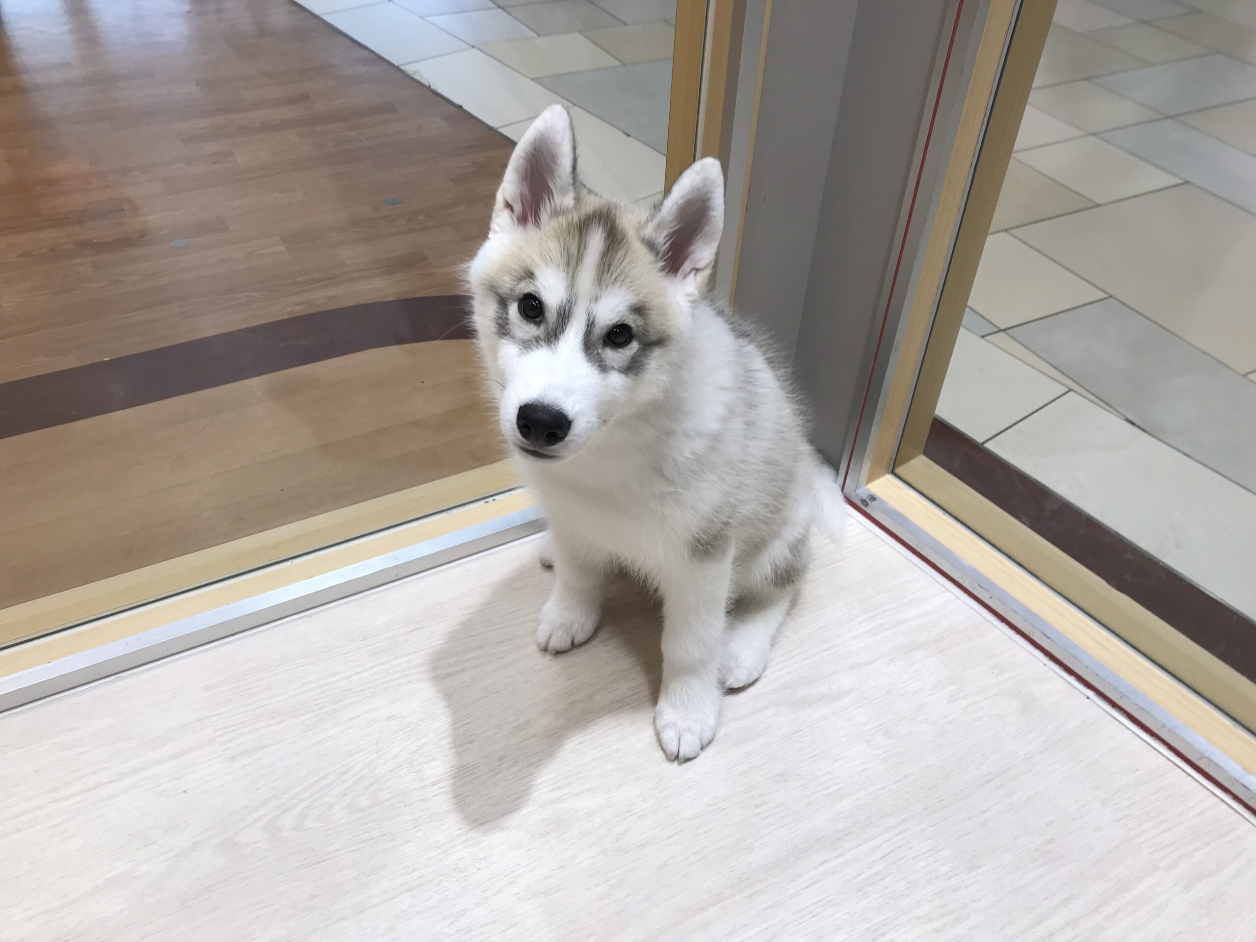 ☆NEWおすすめ犬☆