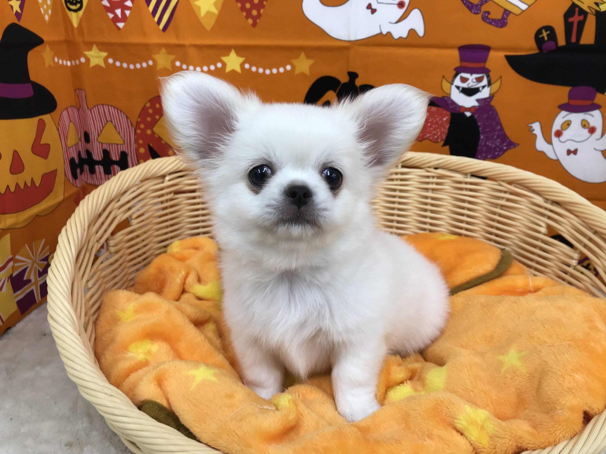 ☆お家決まりました☆