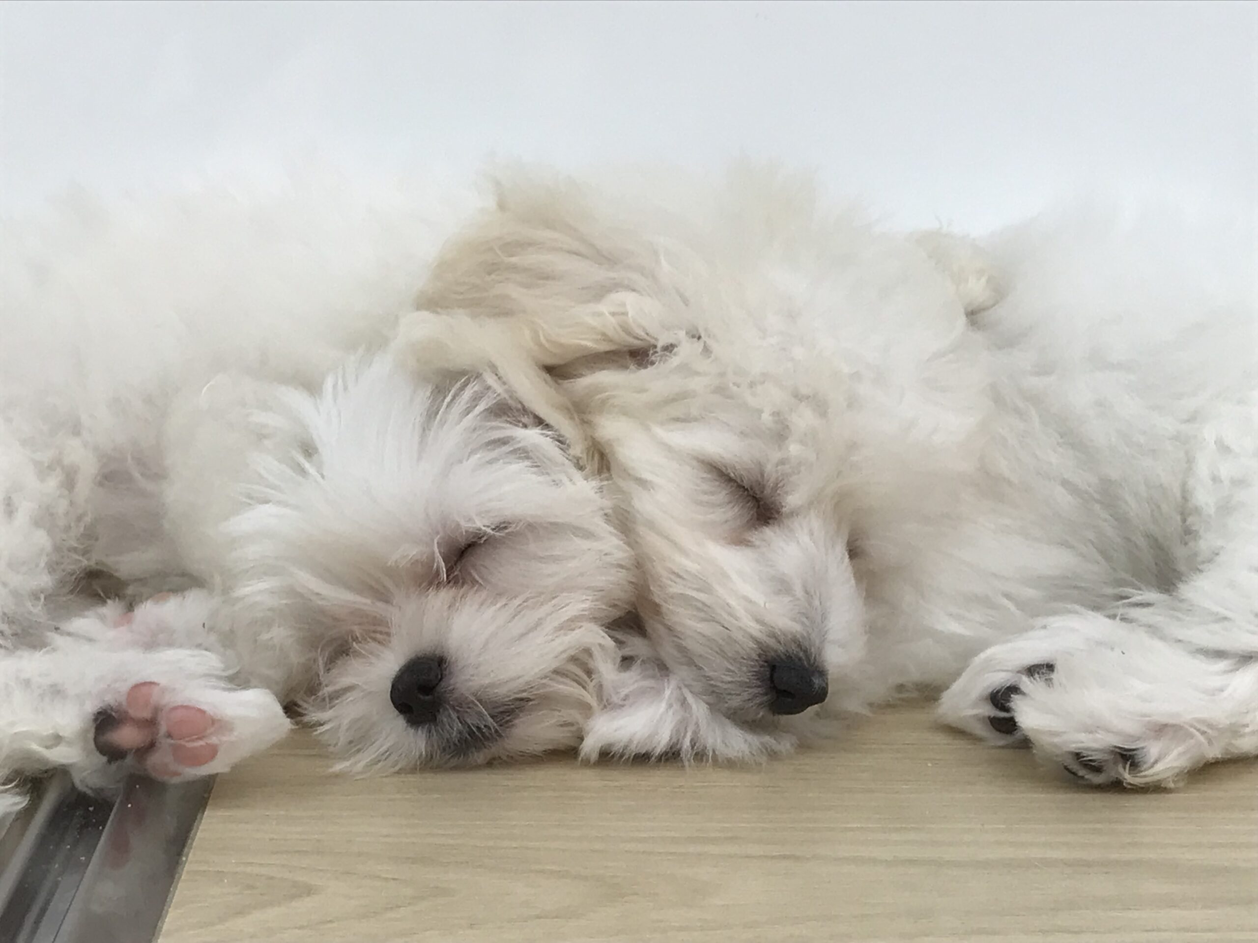 ☆衝撃！！可愛過ぎる寝姿集☆