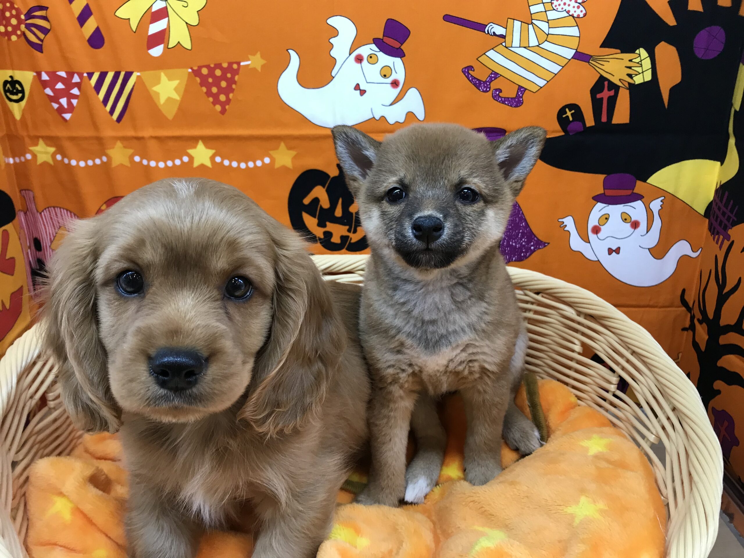 ☆個性豊かな新人さん☆