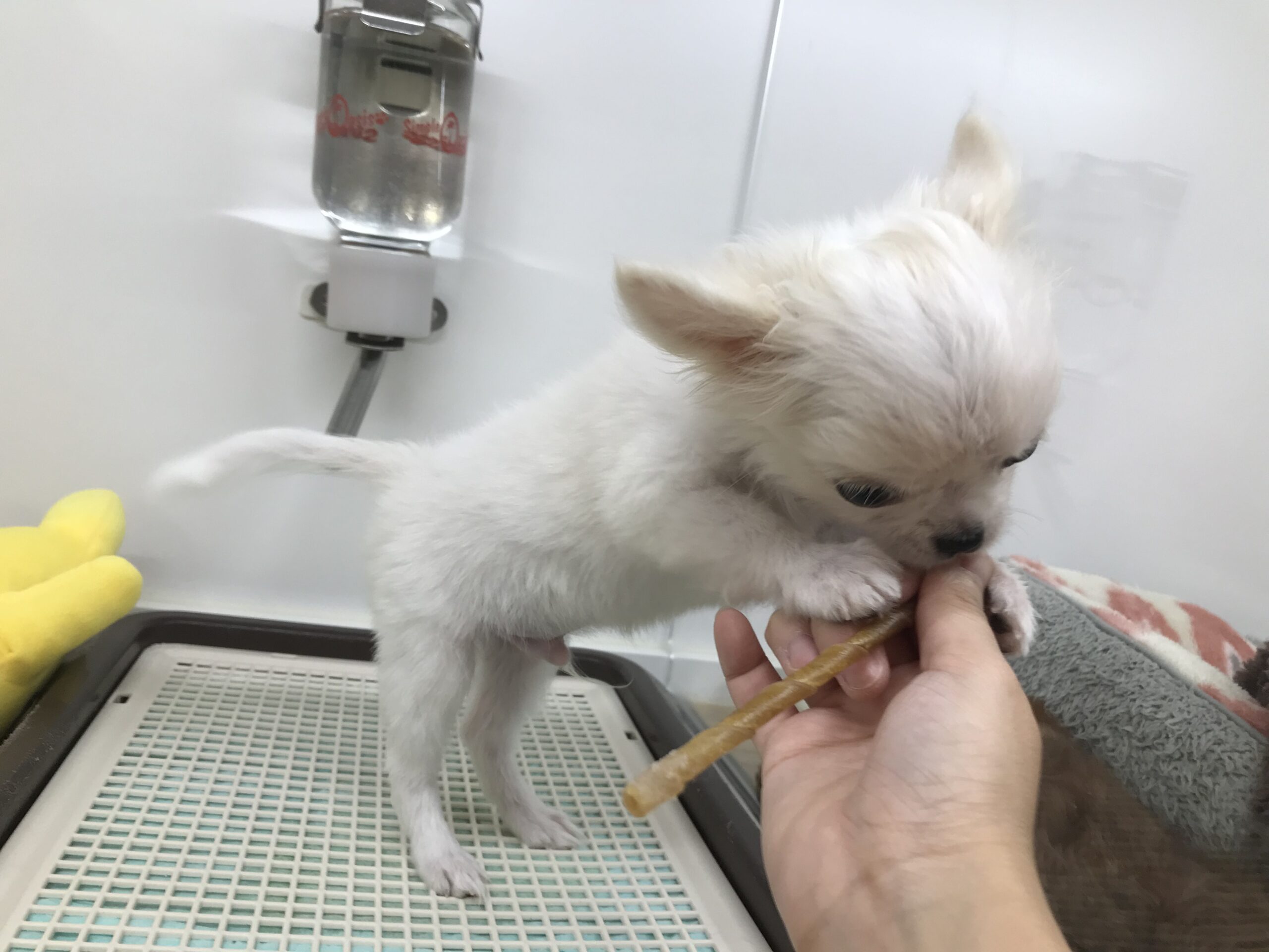 ガム、初チャレンジ❕