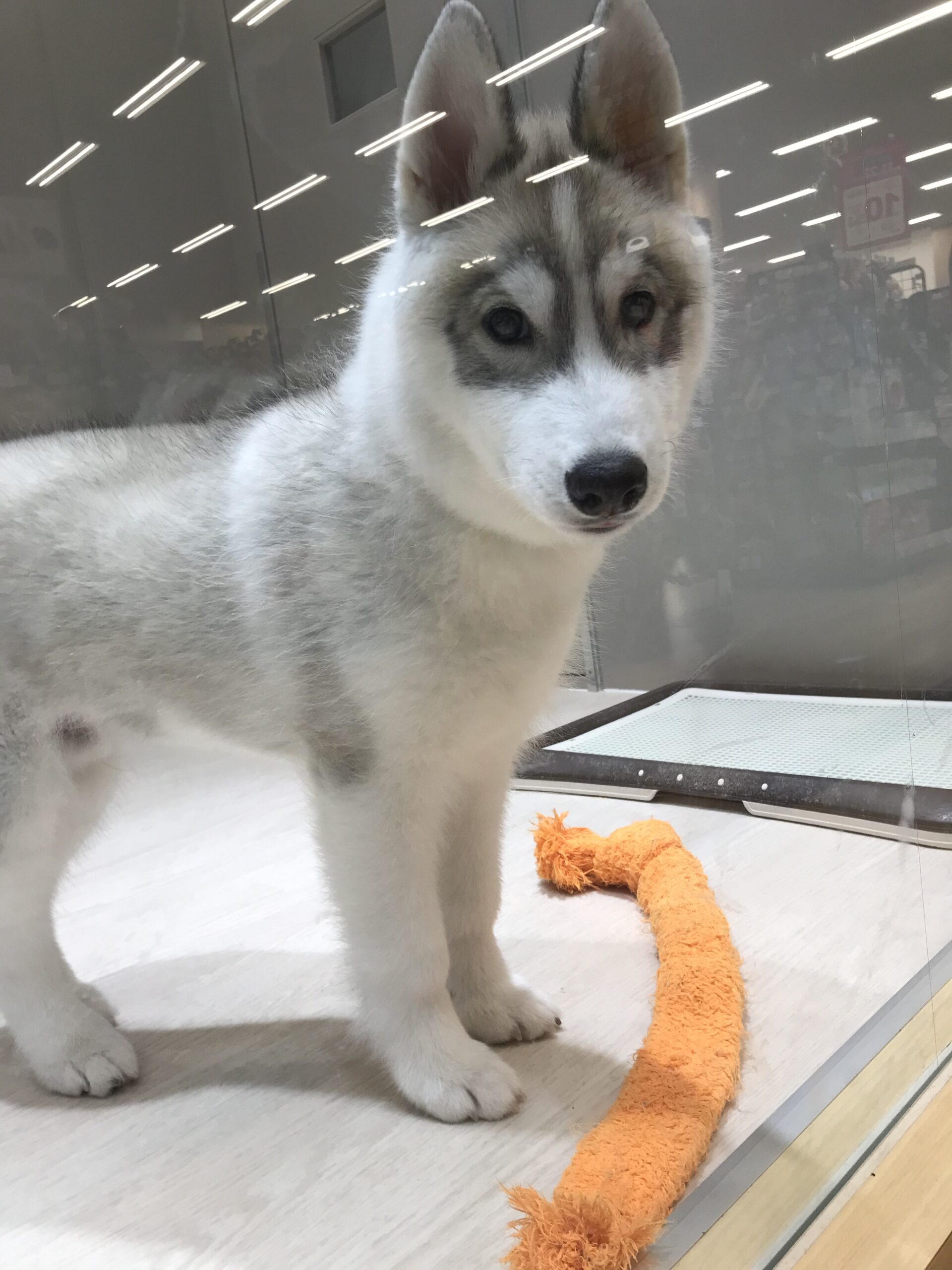 ☆はっちゃん寝顔公開☆