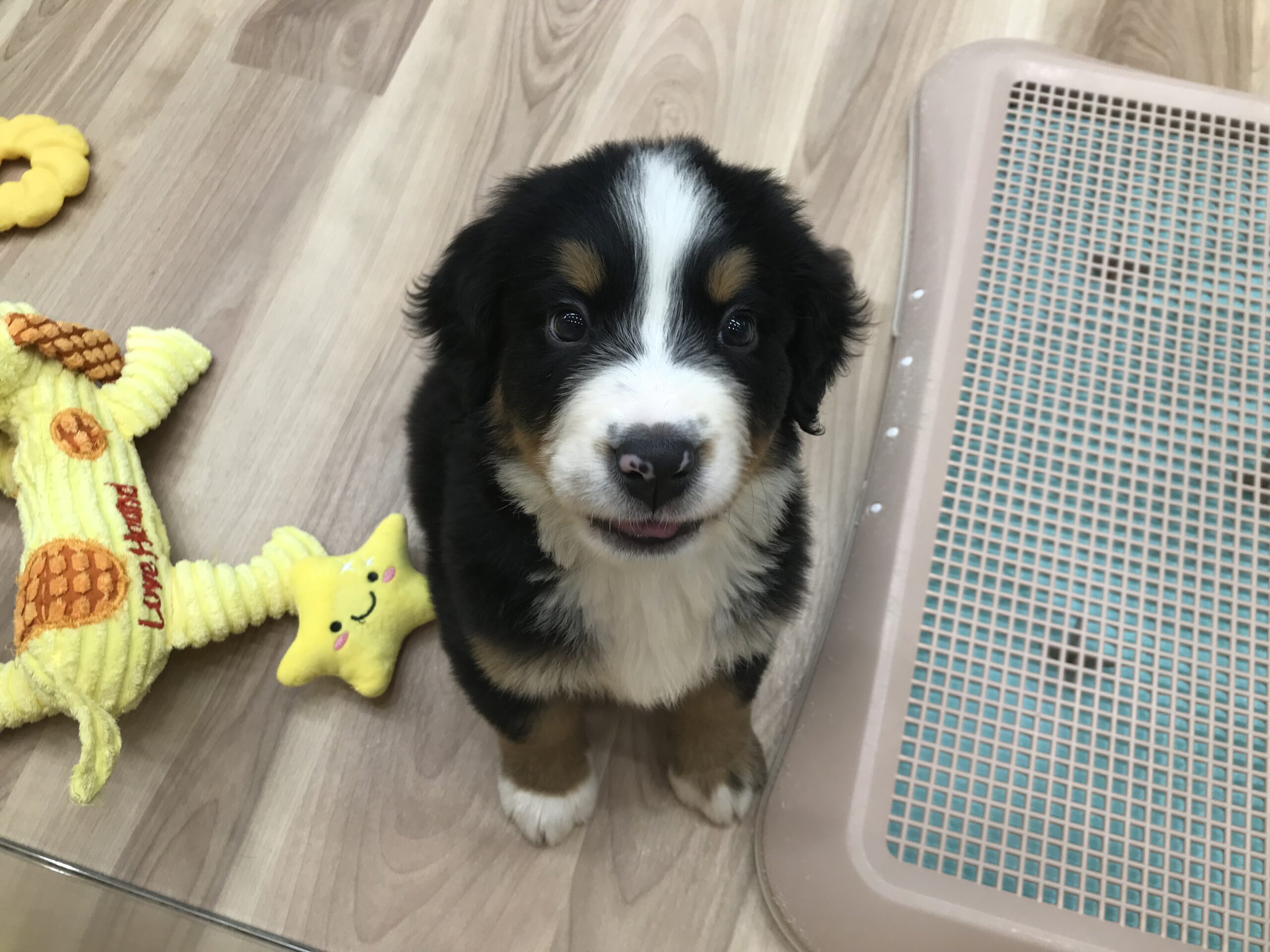 おすすめ犬バトンタッチ！