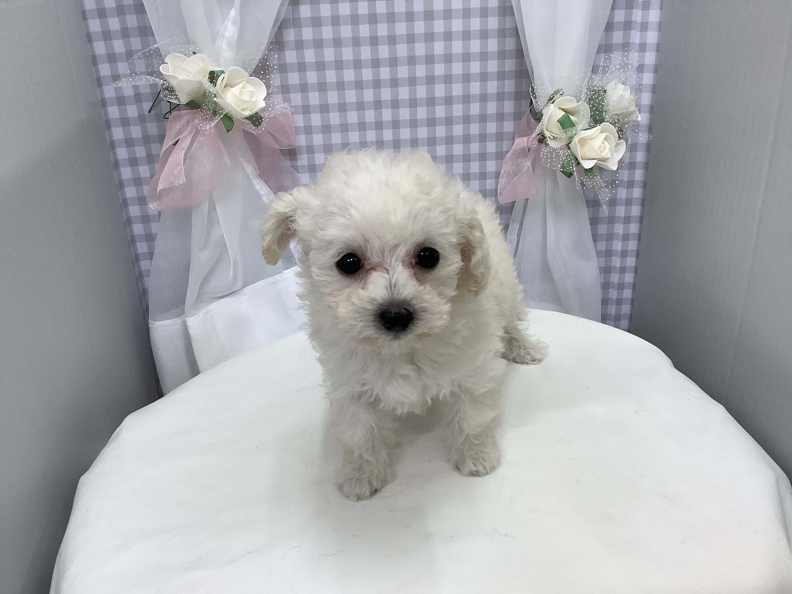 ☆★☆★オススメ犬バトンタッチ★☆★☆