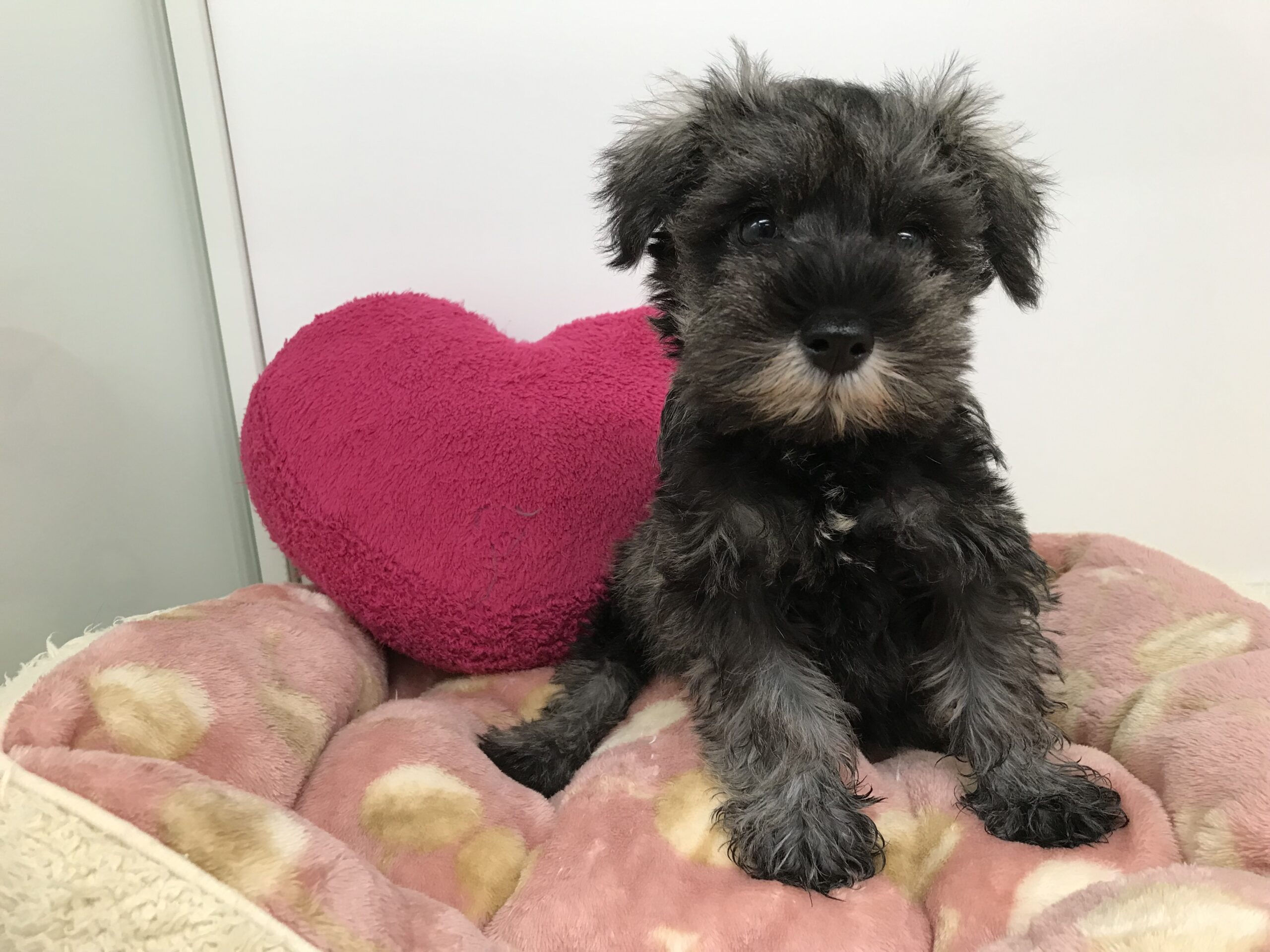 ☆☆シュナちゃん☆☆