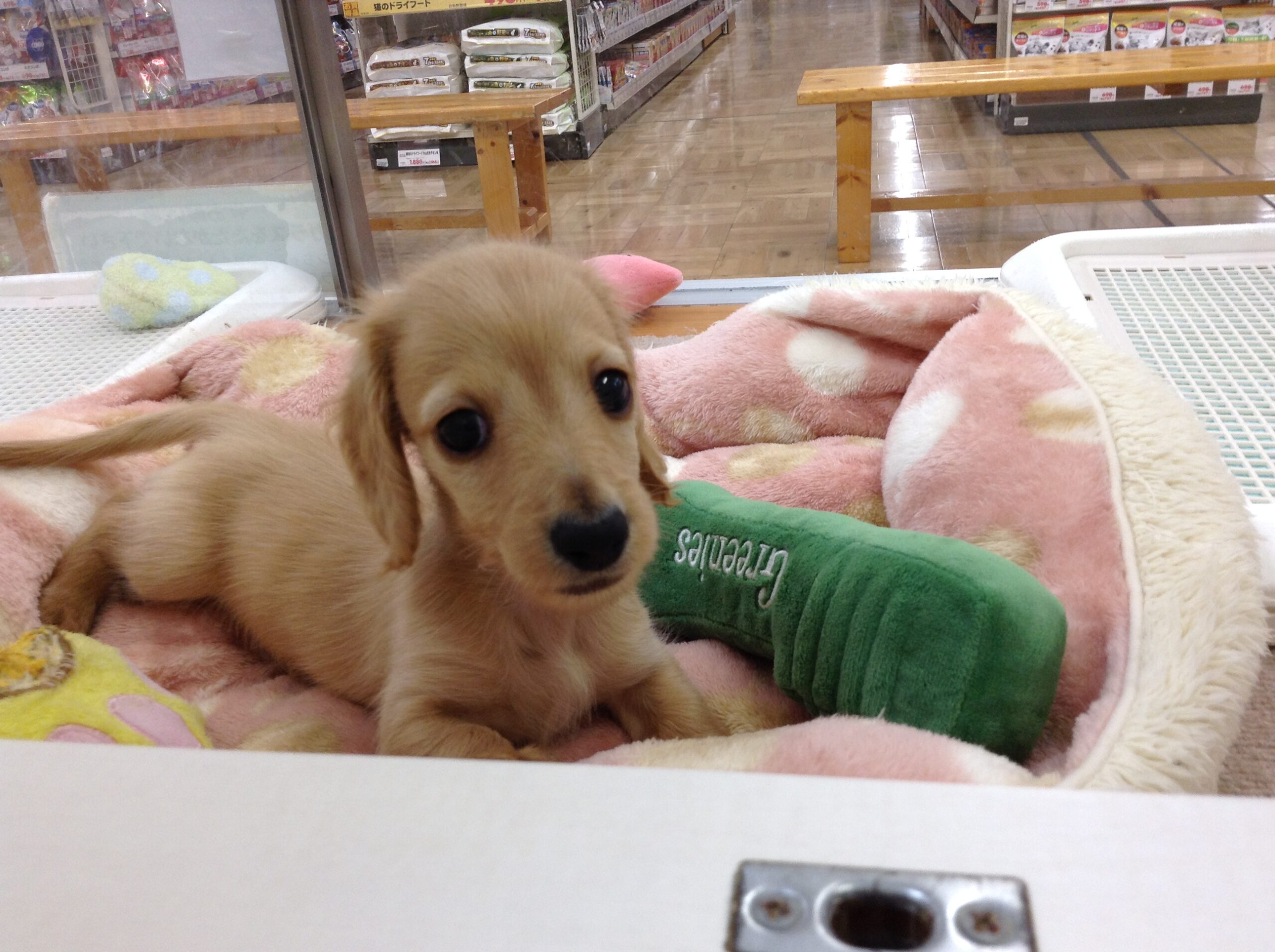 面白だっちゃん(^▽^)/