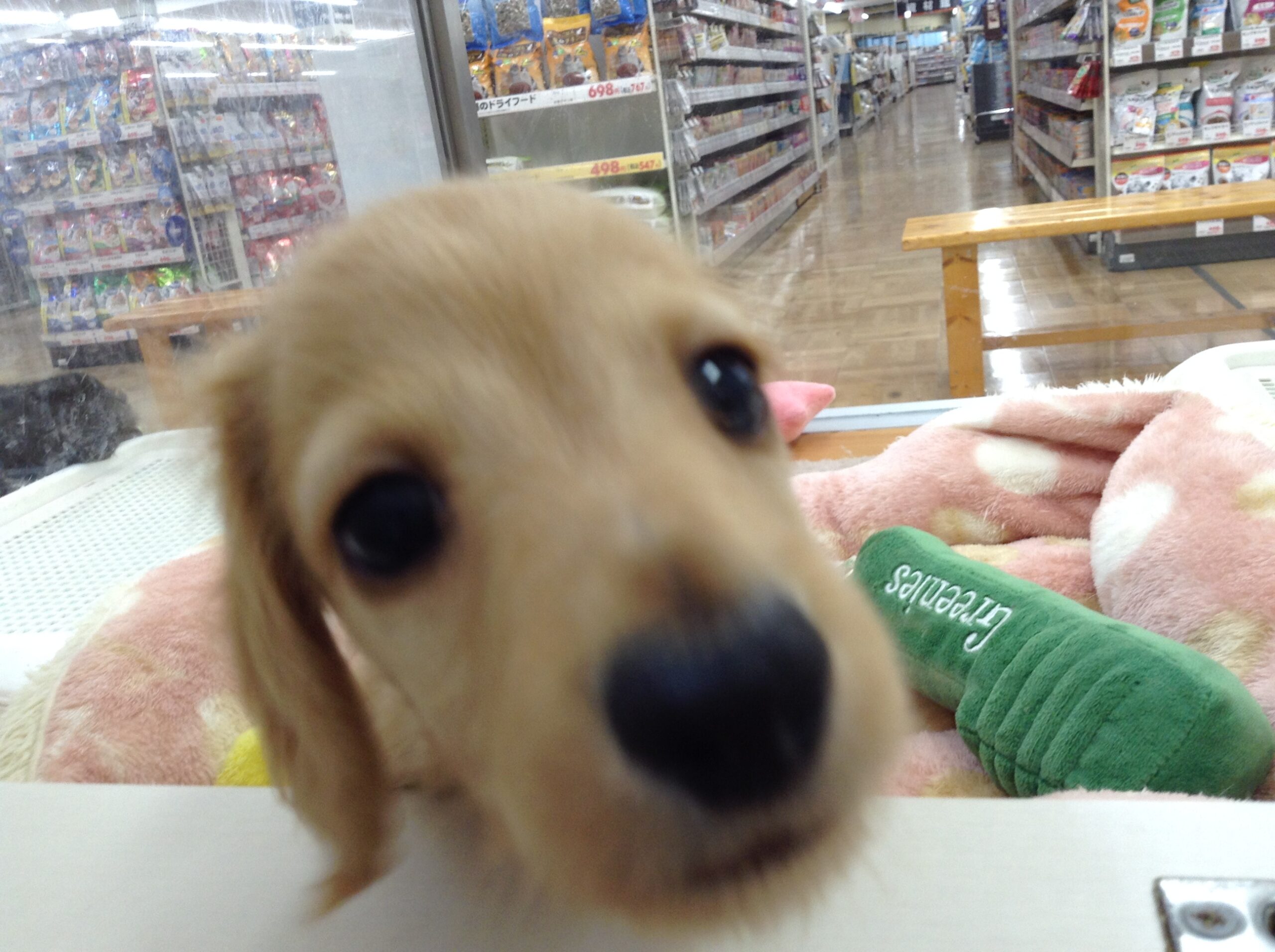 ☆新しいオススメわんこ決定❕❕☆