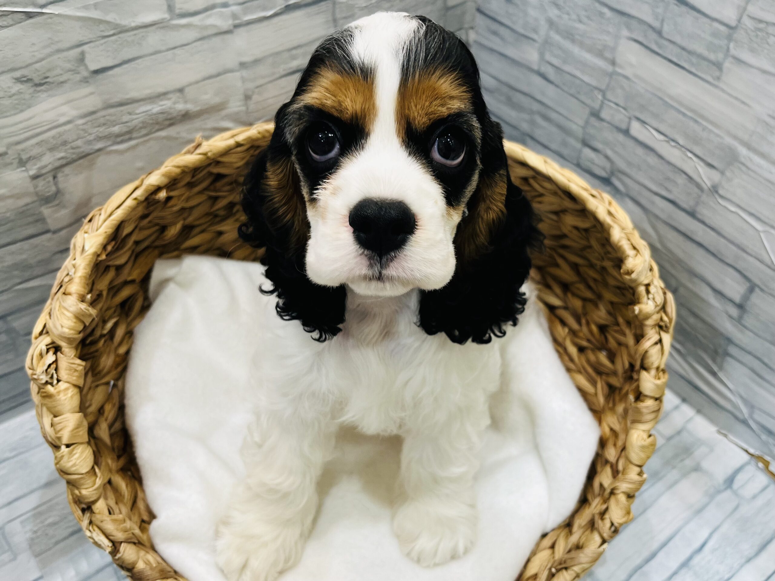 ☆お家が決まりました☆