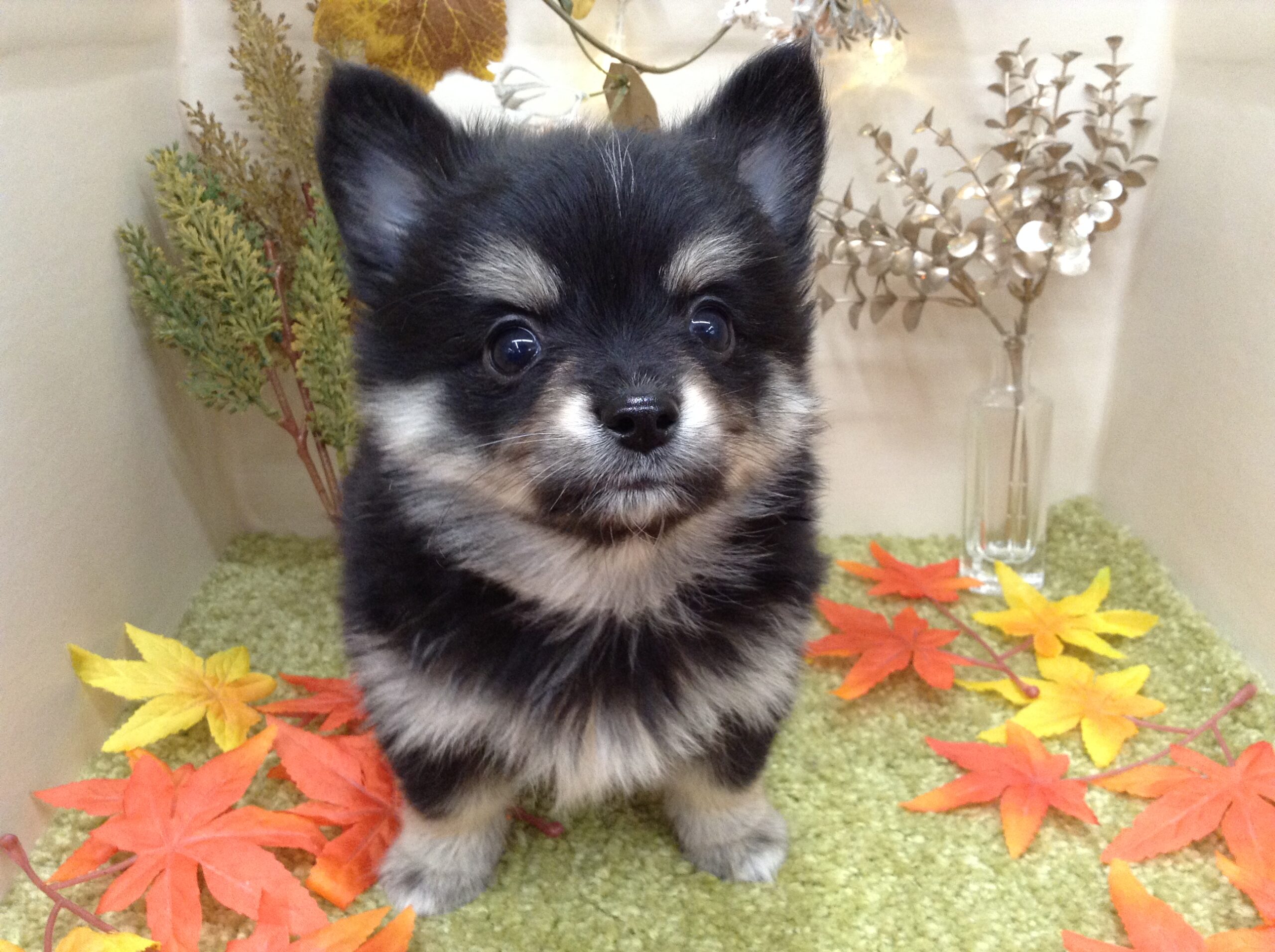 ☆とっても可愛い新入りさん達☆