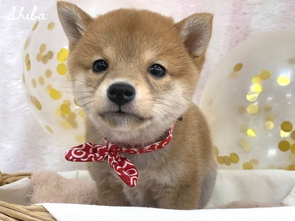 ★NEWオススメ犬！！★